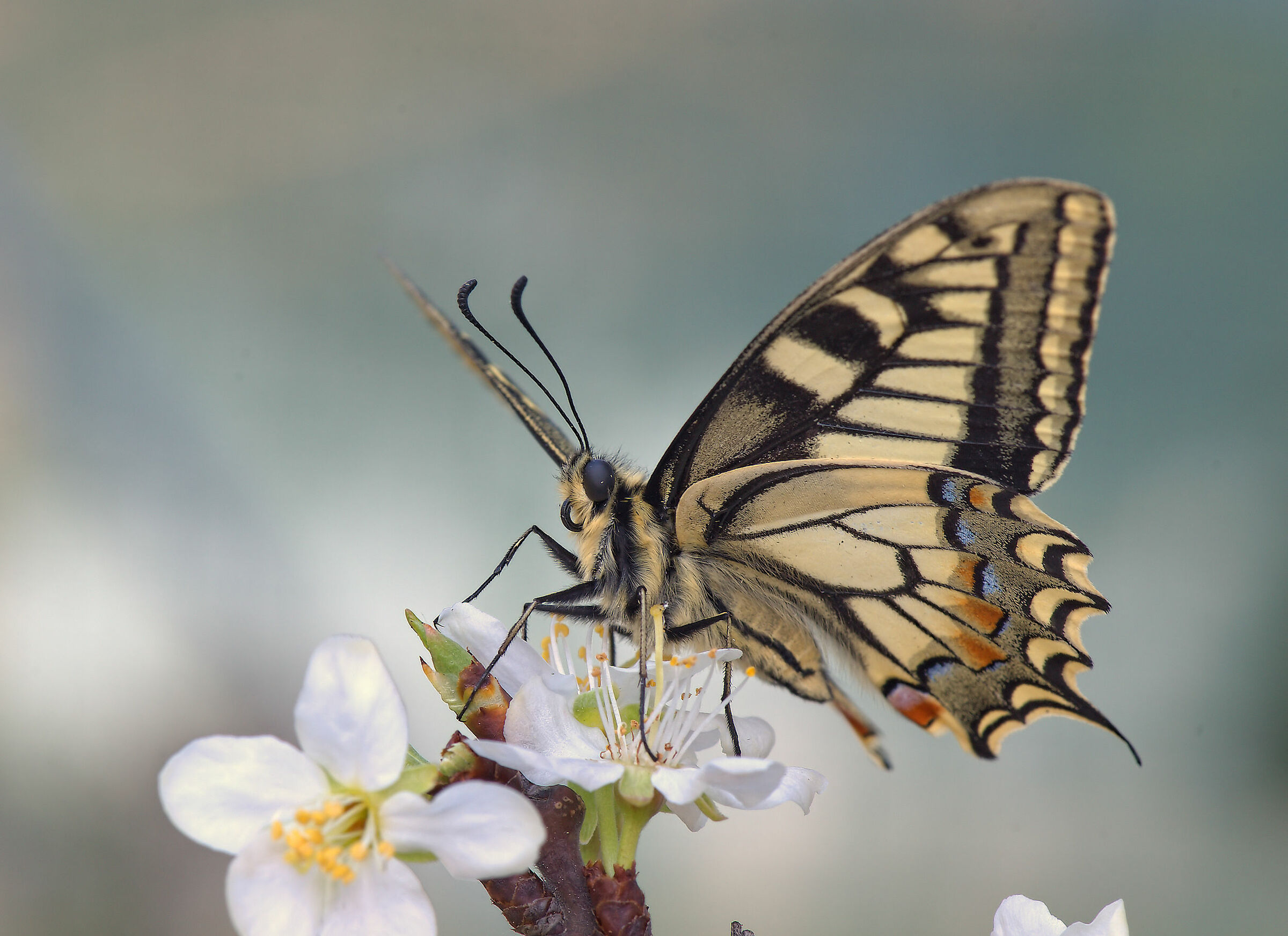 Machaon Papilio