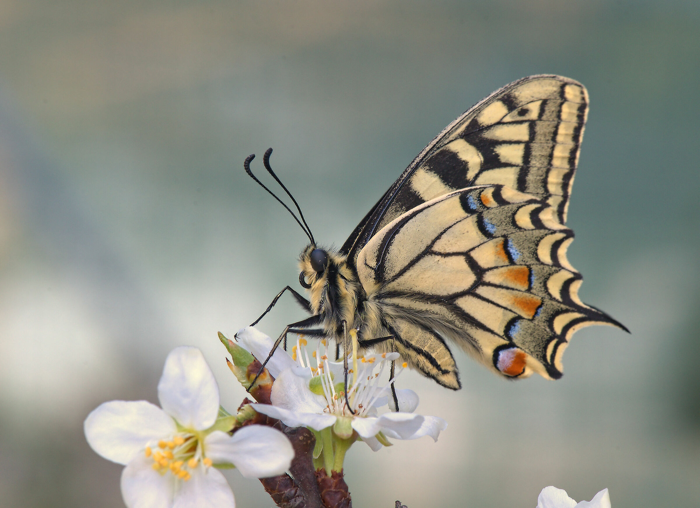 Machaon Papilio