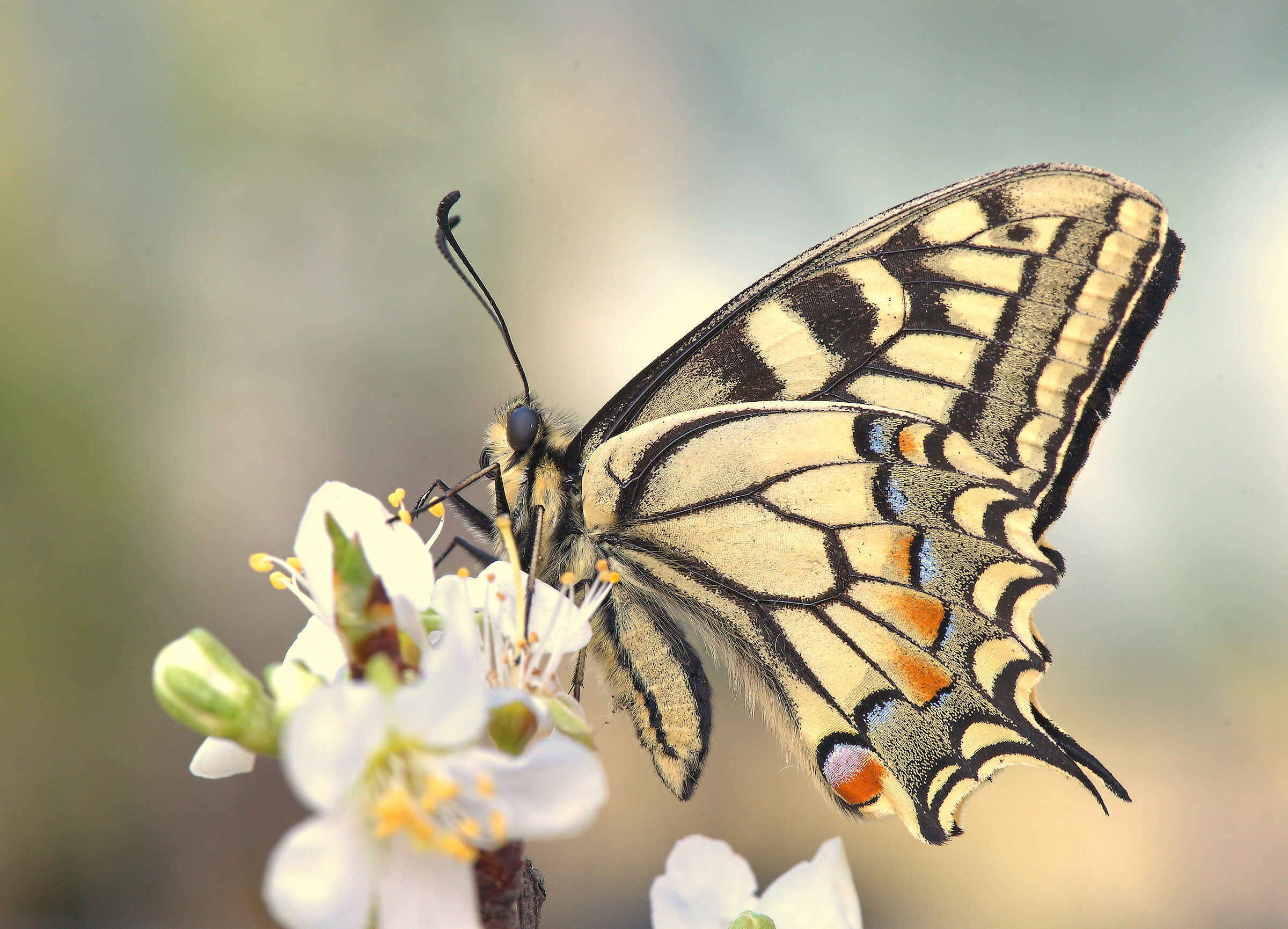 Machaon Papilio