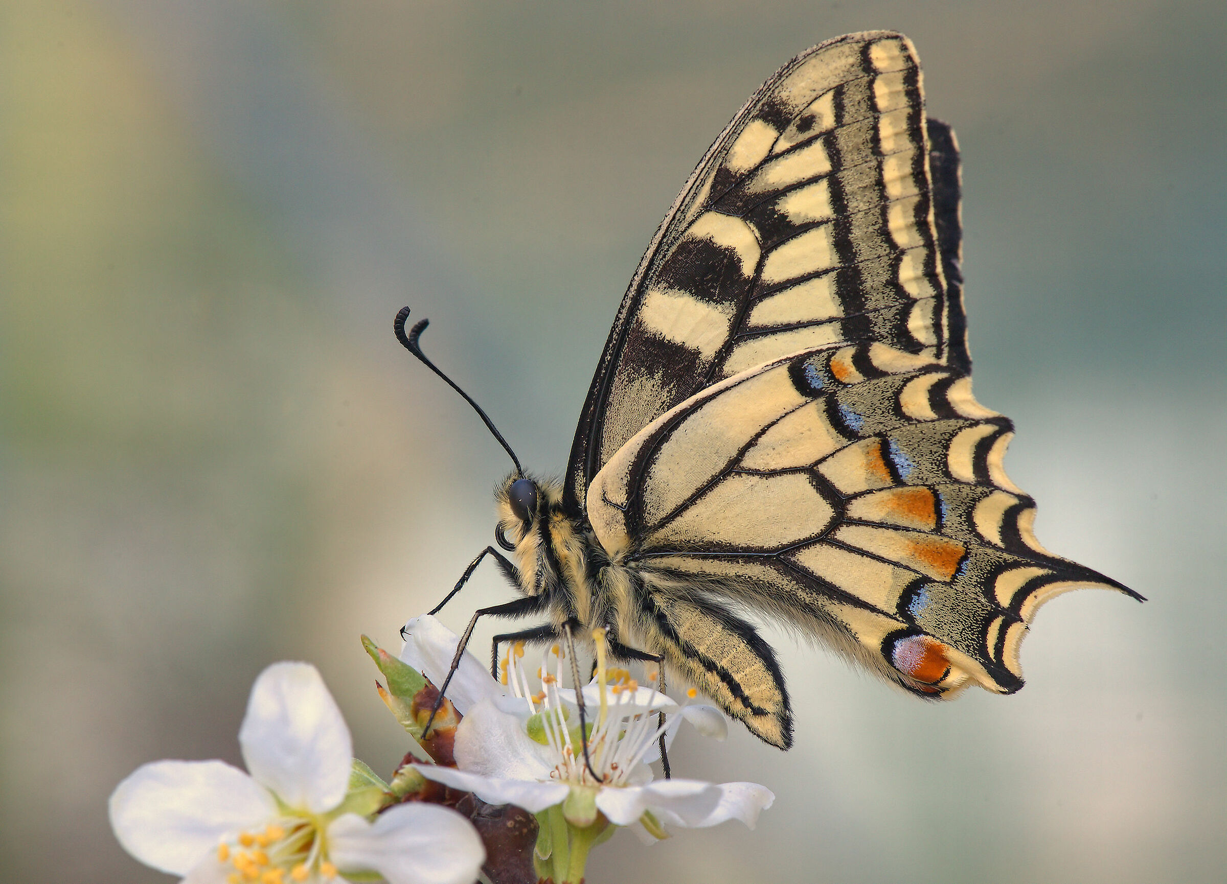 Machaon Papilio