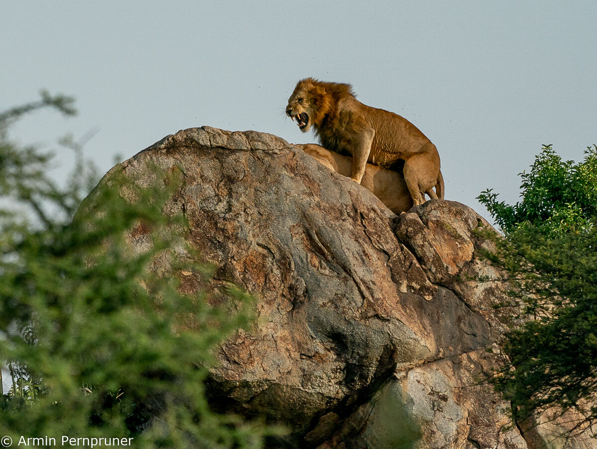 the roar of the king