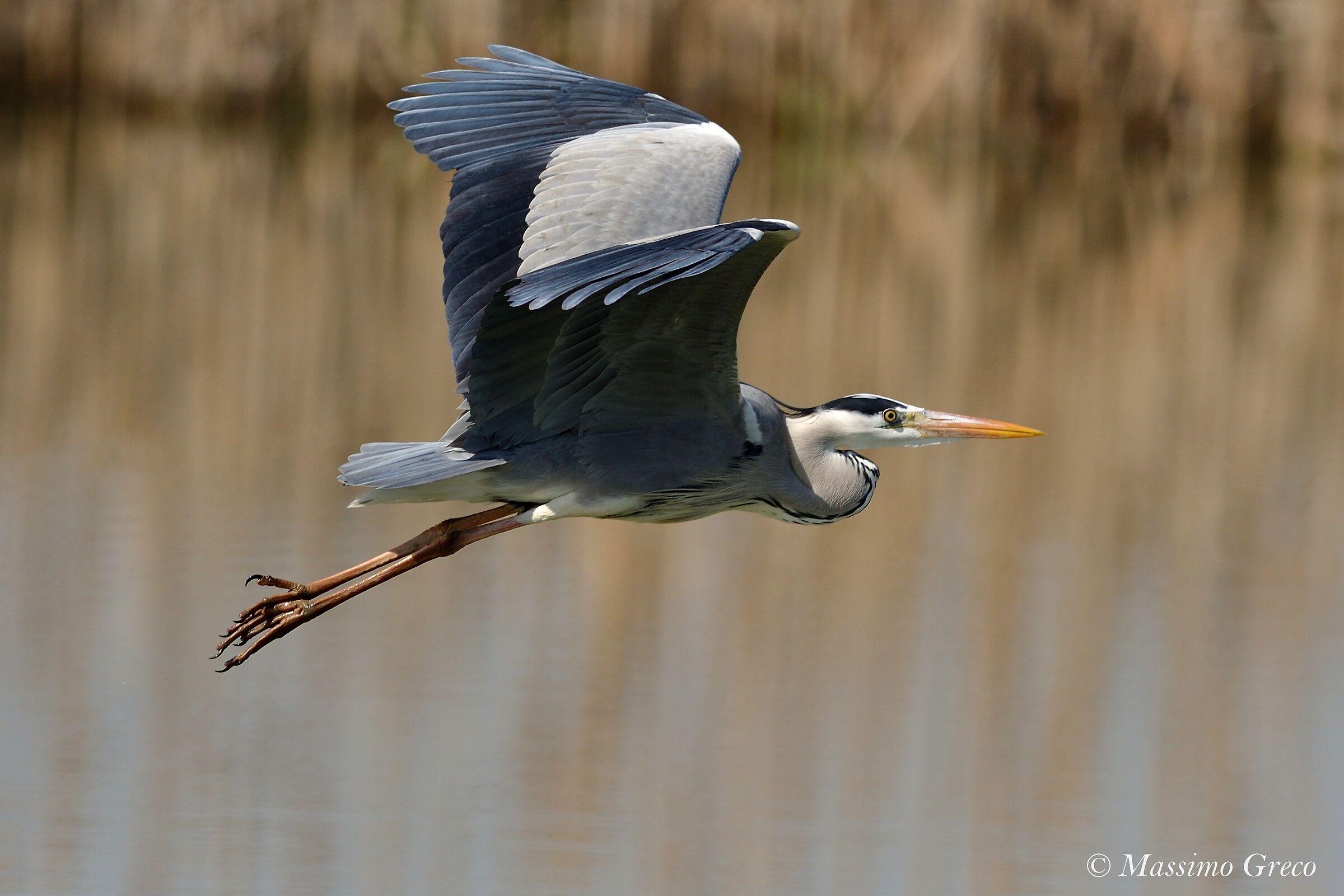 Ash heron