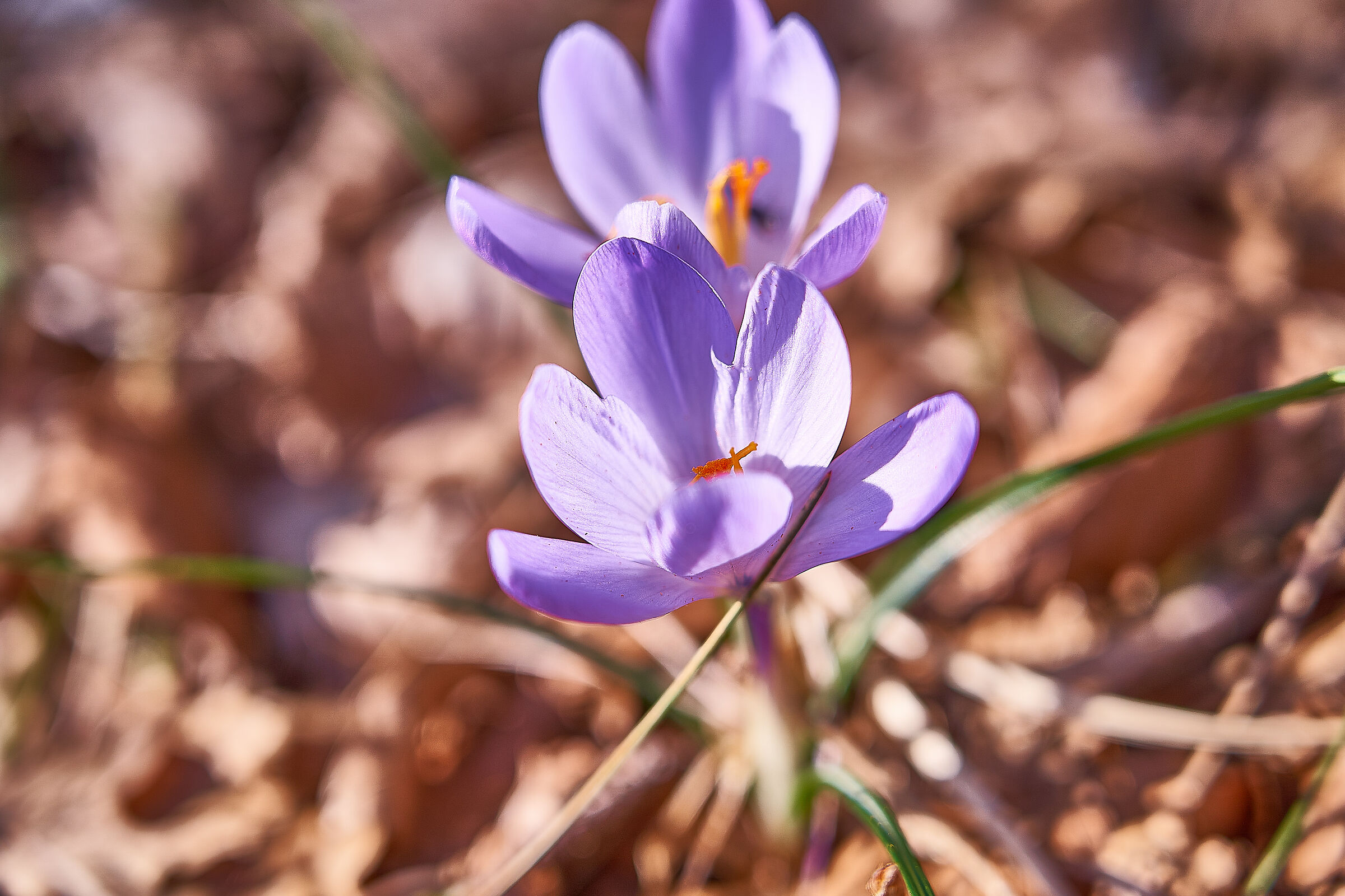 Crocus