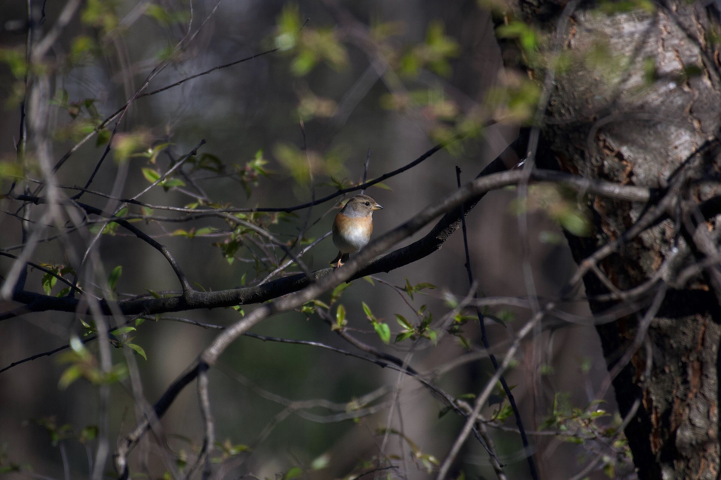 Coronavirus - Stiamo a casa