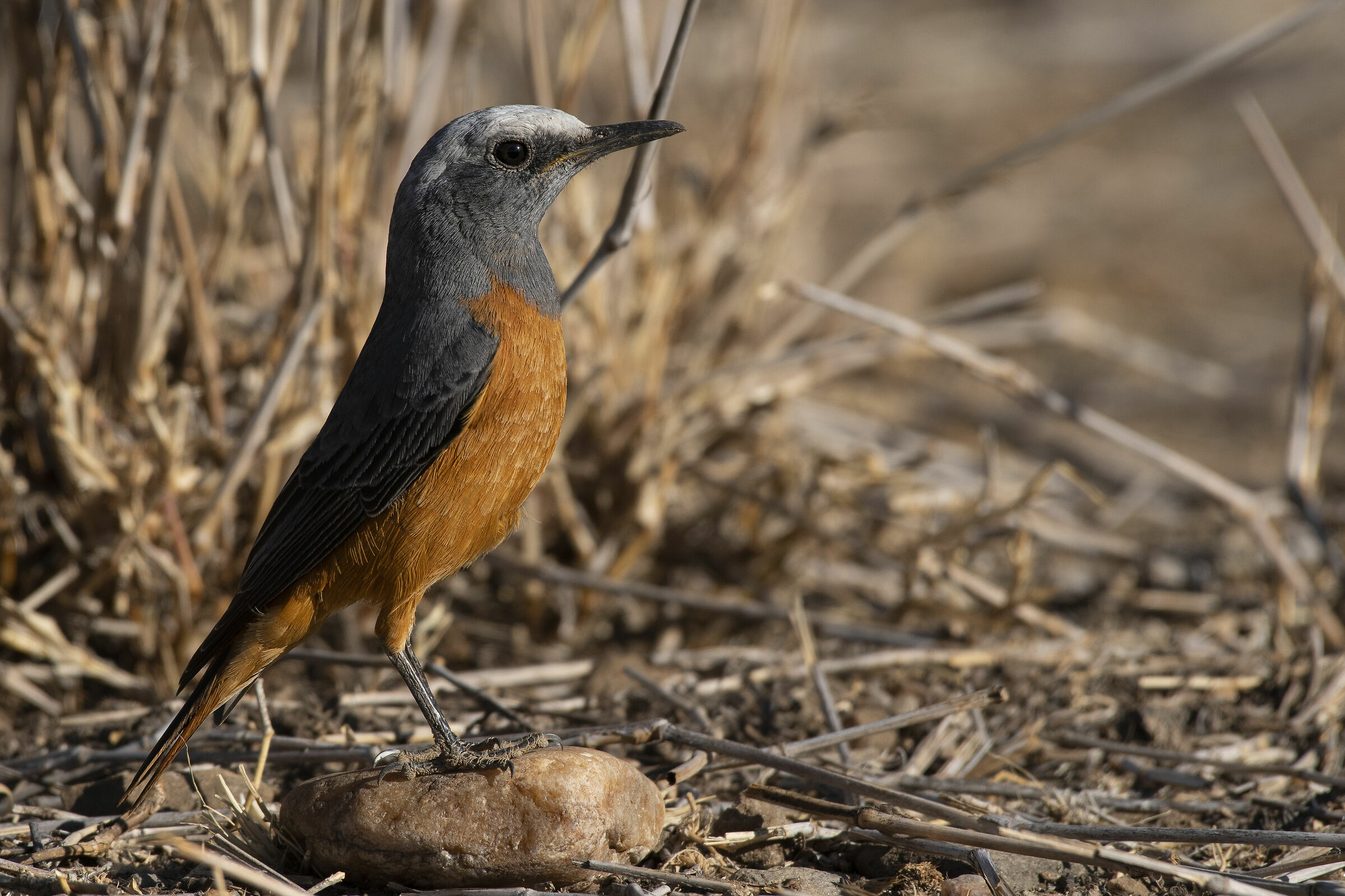 short-toed rock thrush