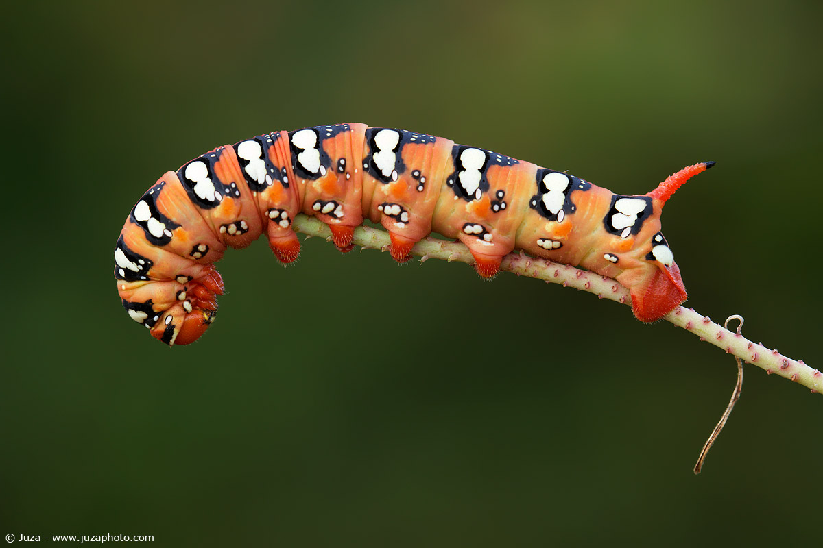 Hyles euphorbiae, 014357