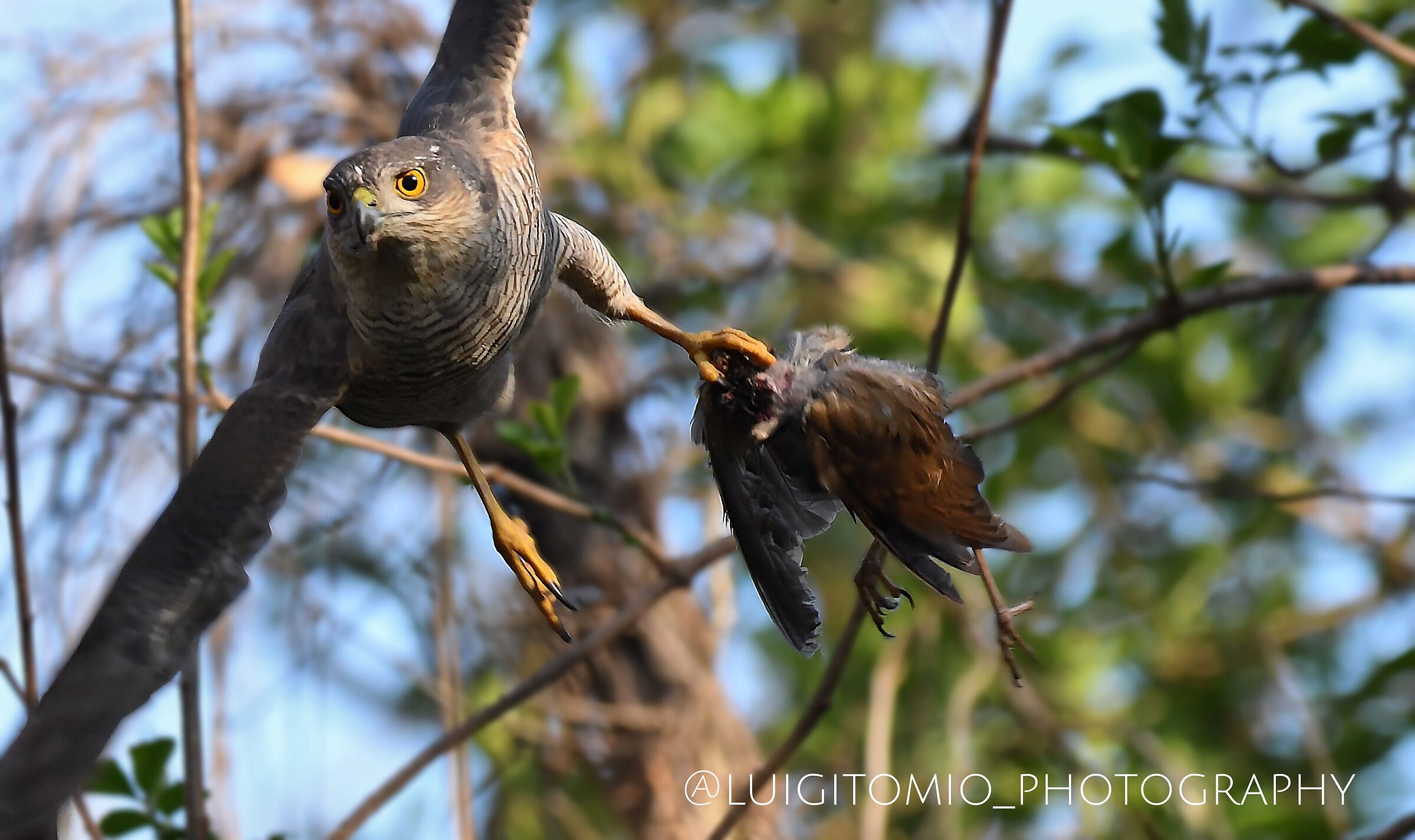 Sparviere con preda.