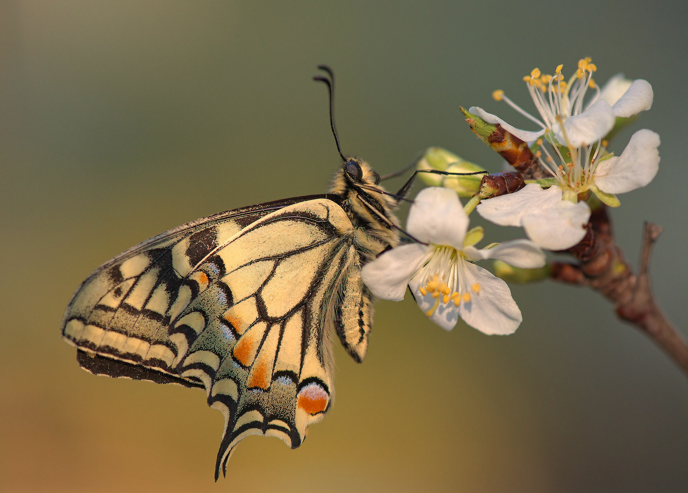 Machaon Papilio