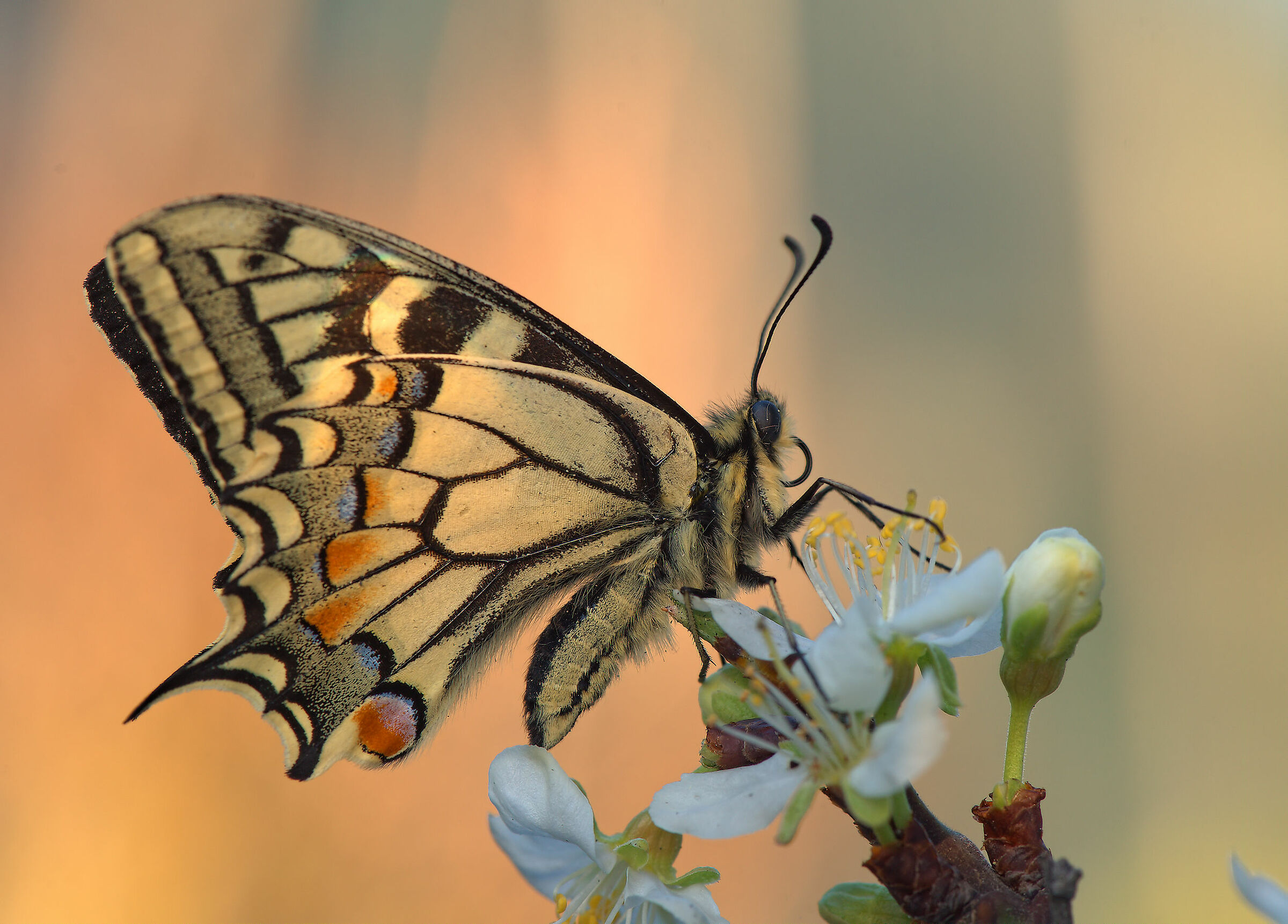 Machaon Papilio