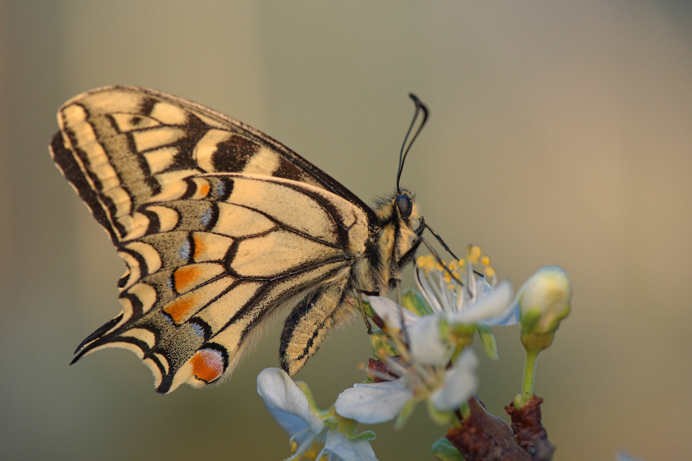 Machaon Papilio
