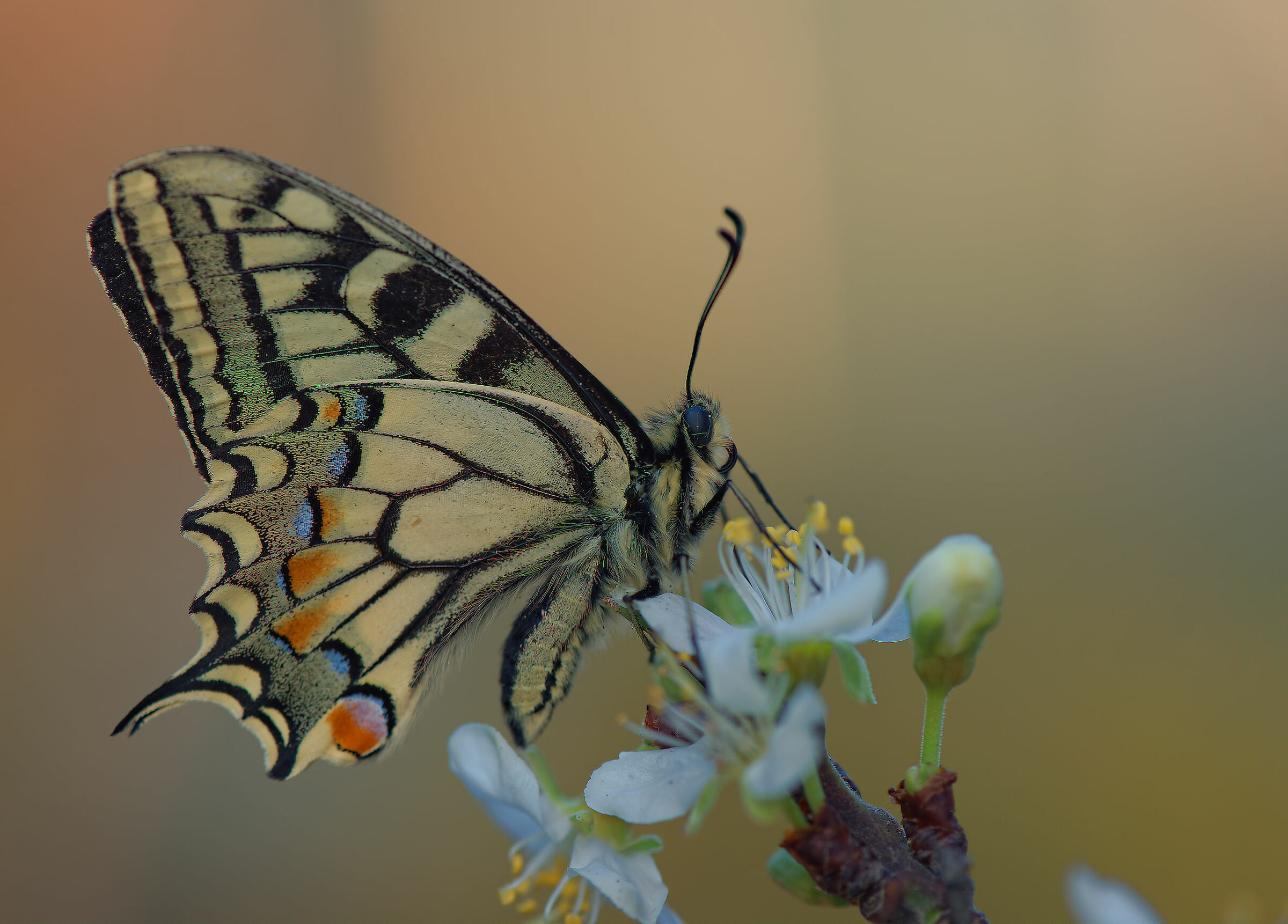 Machaon Papilio