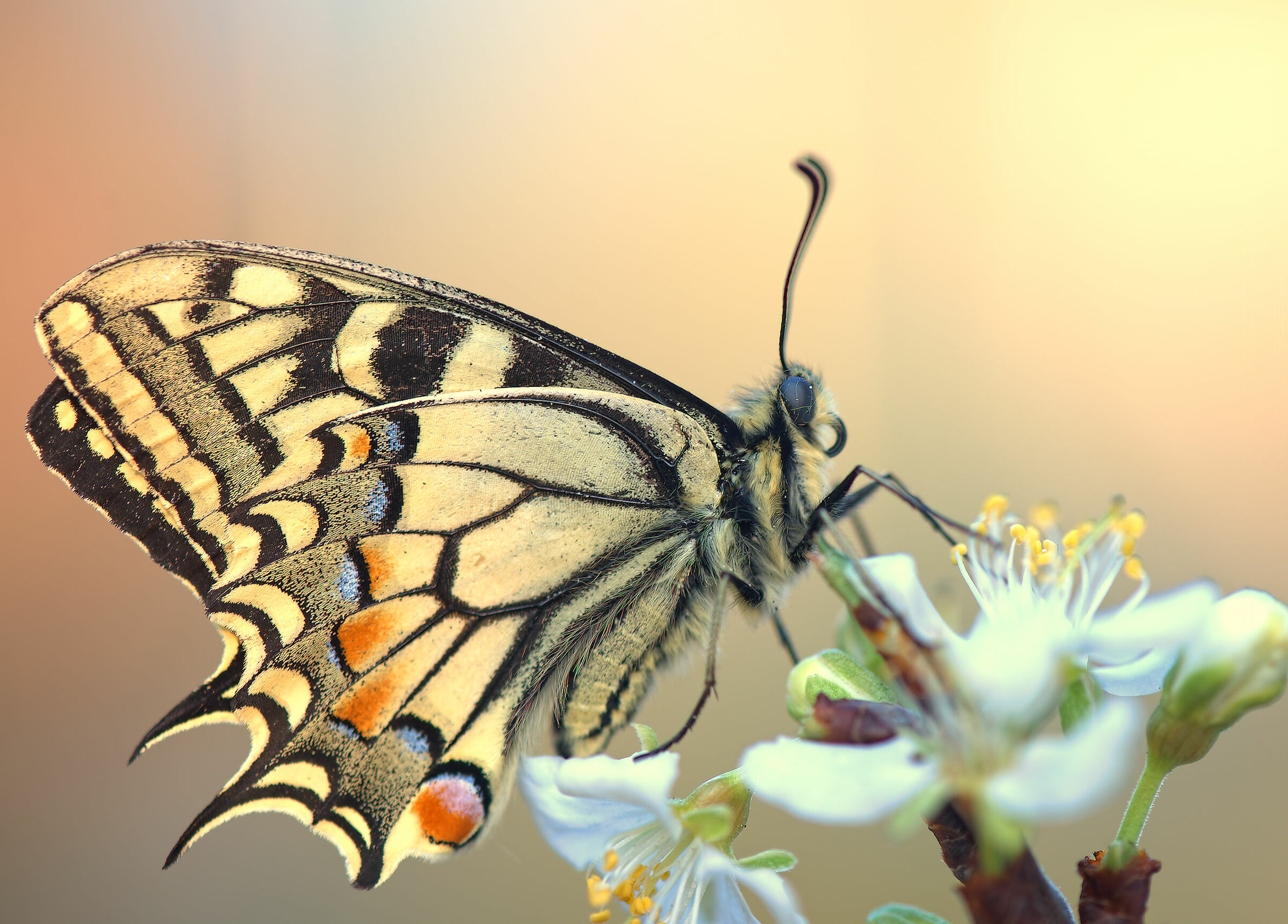 Machaon Papilio