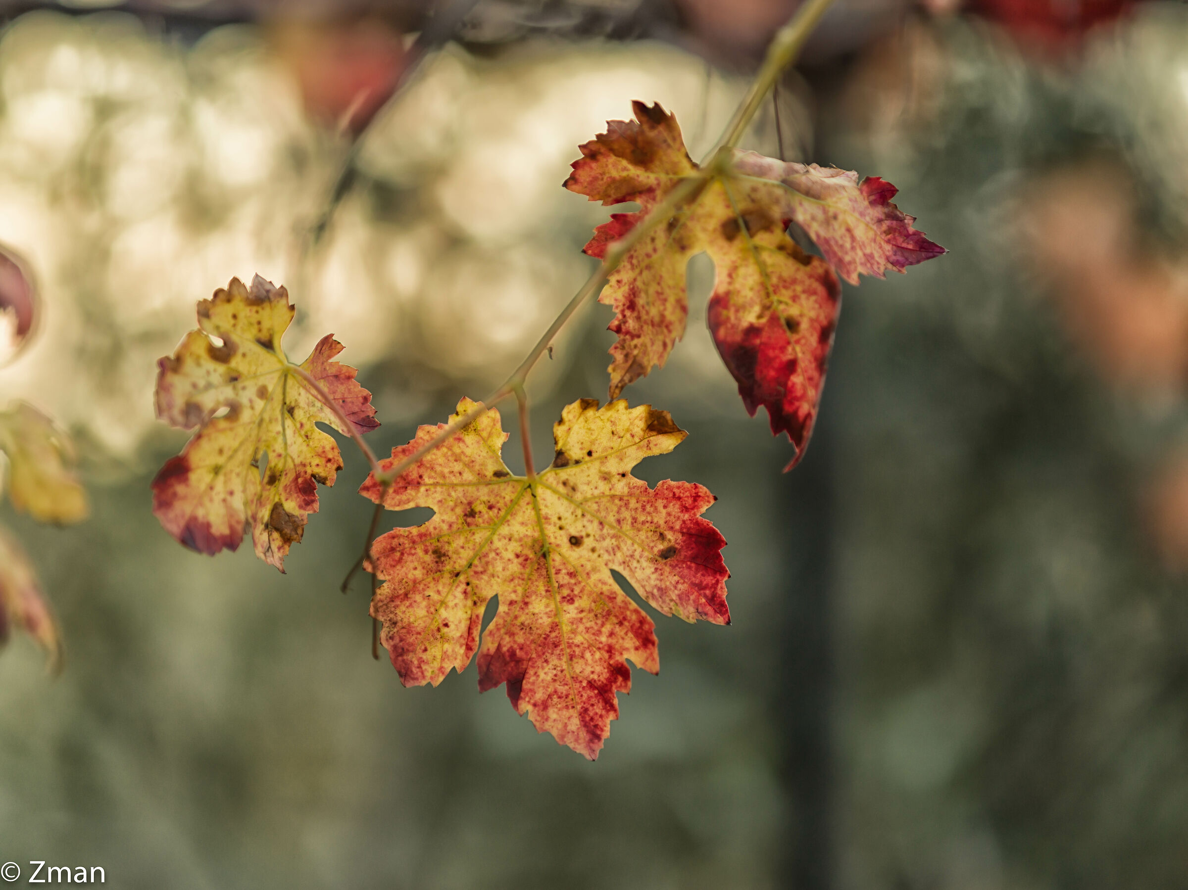 Vine Leaves In Autumn