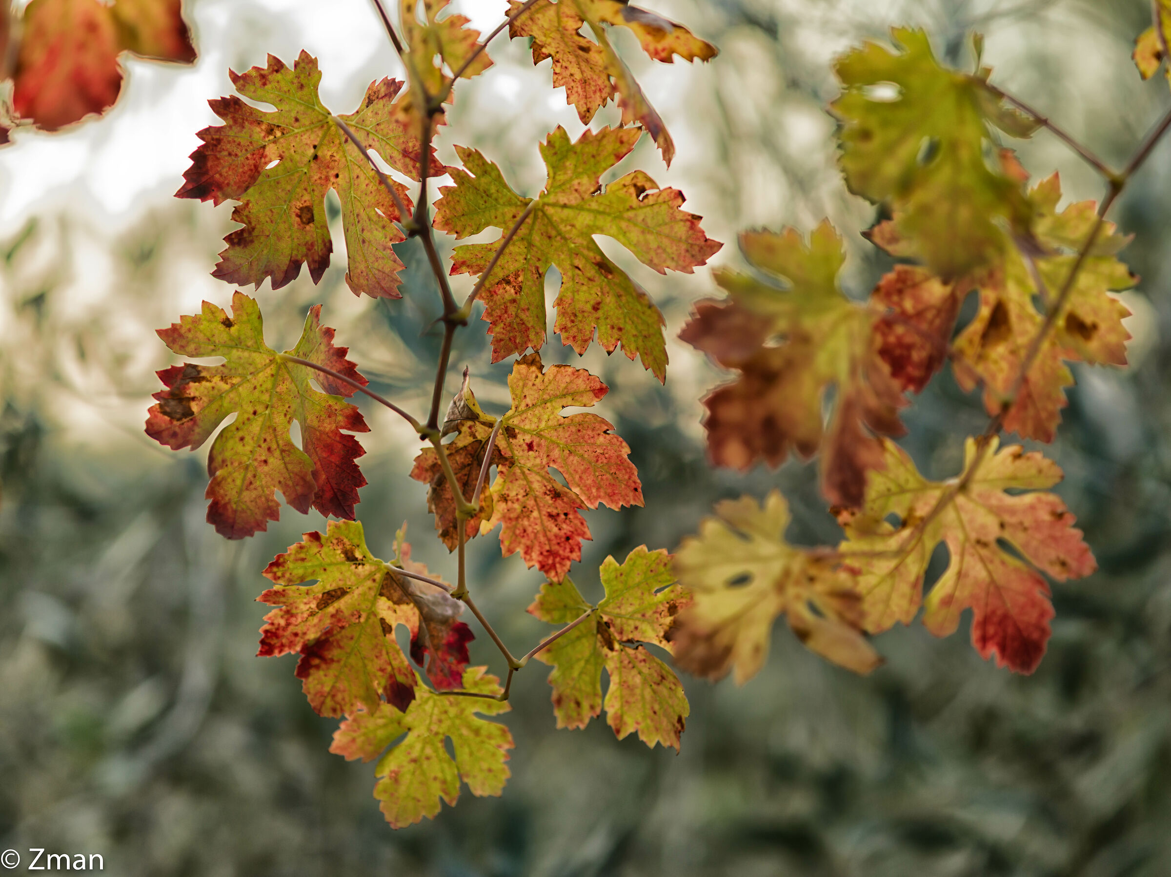 Vine Leaves In Autumn