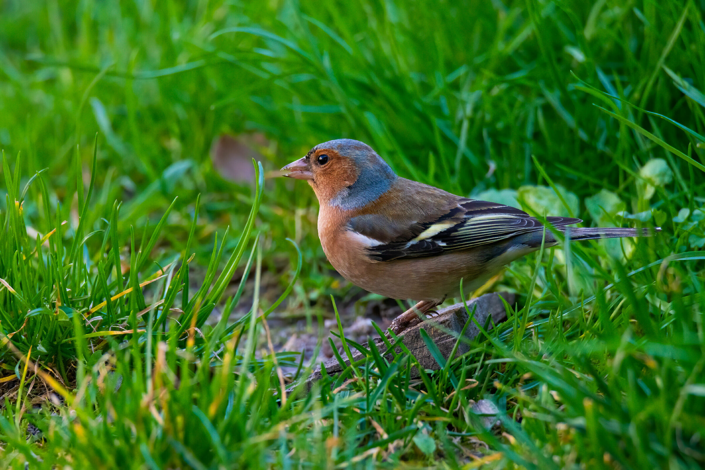 Chaffinch