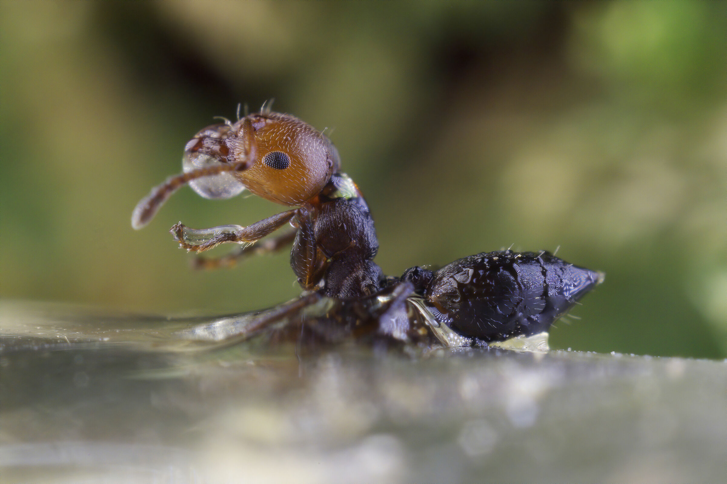 La gola è un peccato... mortale!