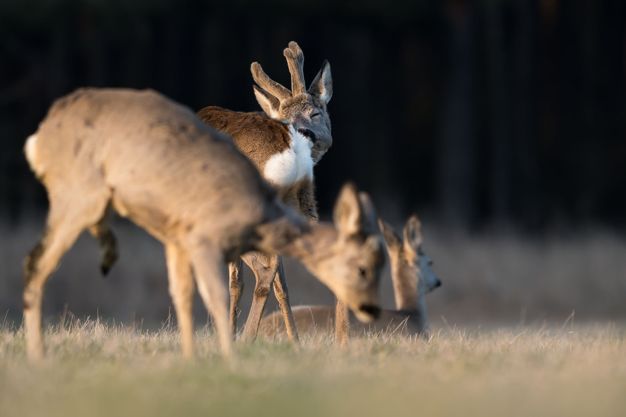 Roe deer (Capreolus capreolus)