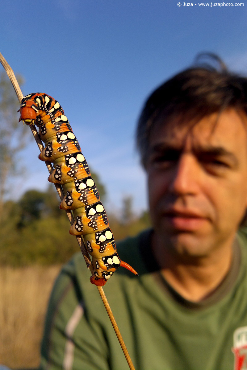 Hyles euphorbiae, 014362