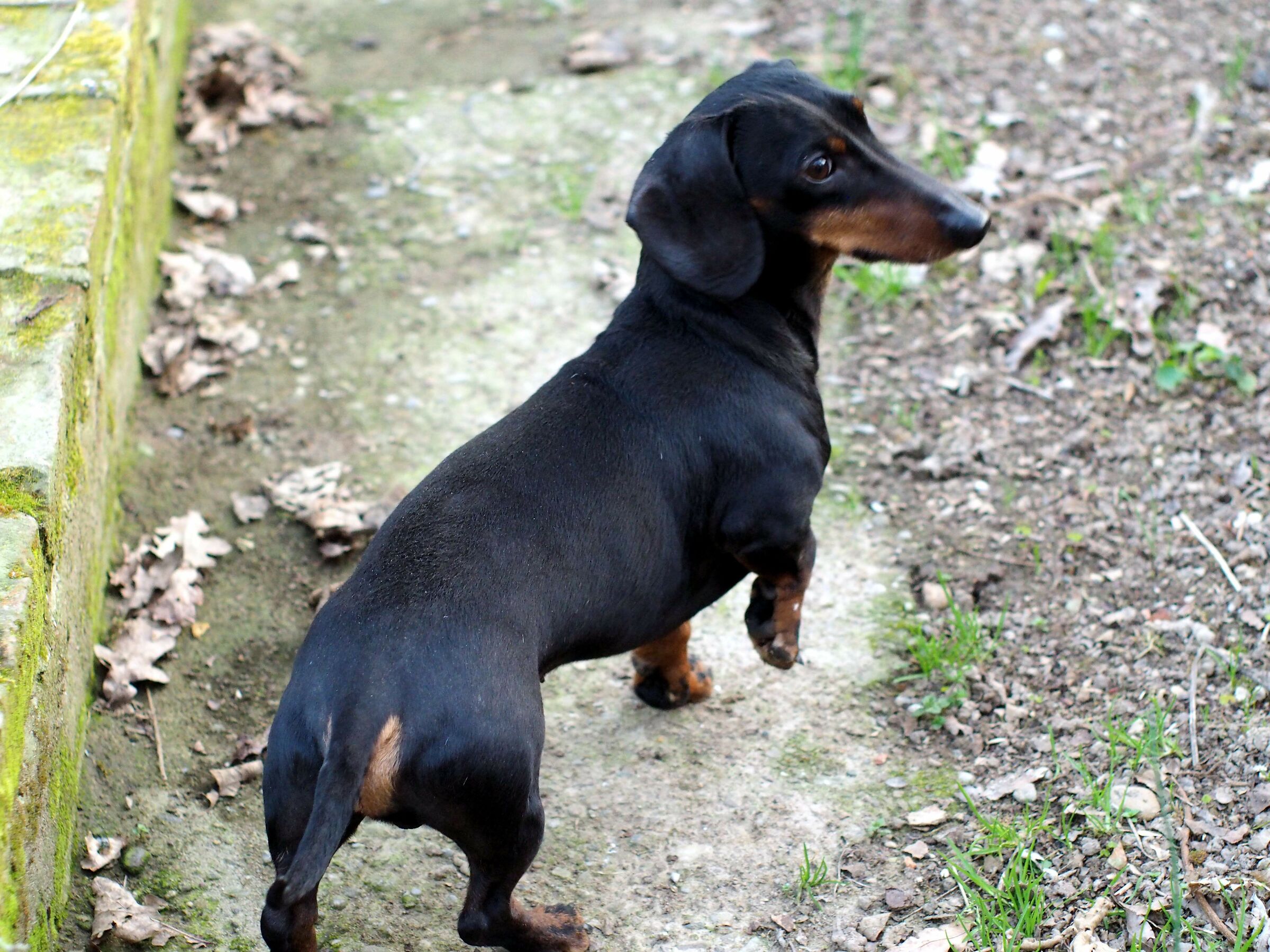 Tobia on the hunt for lizards