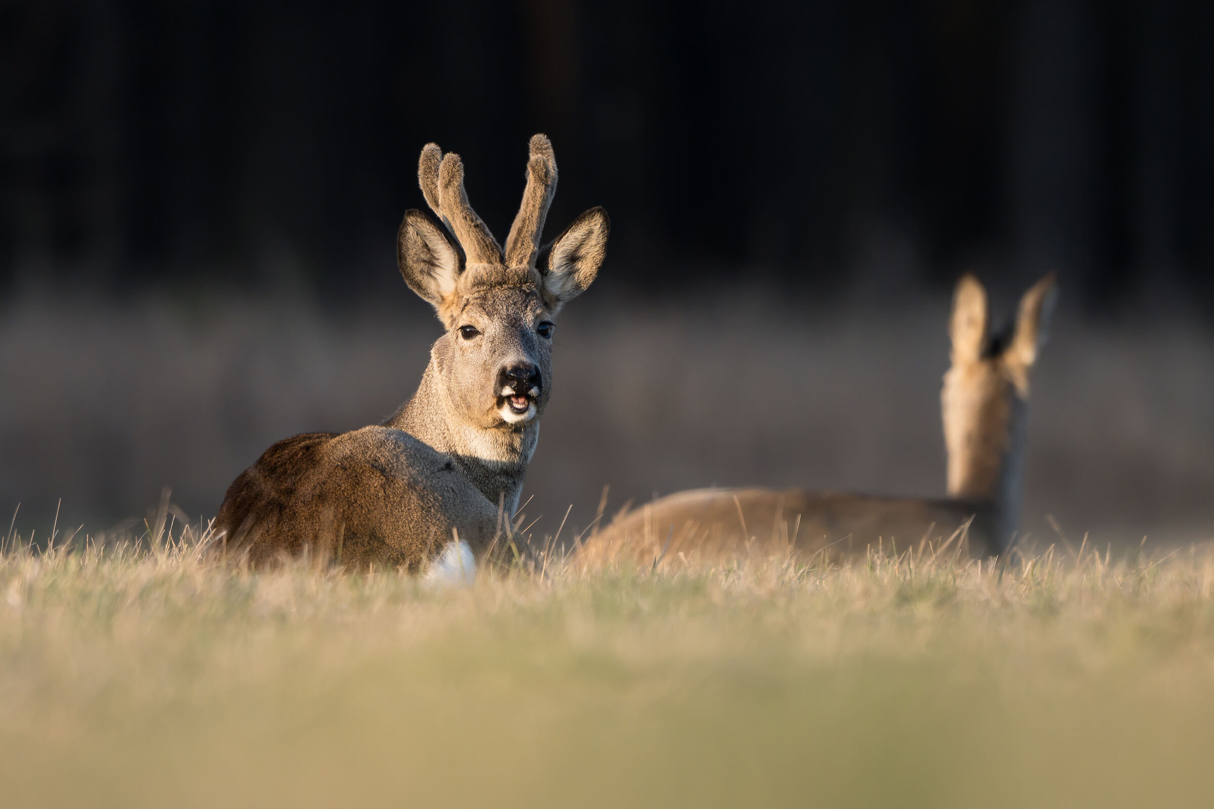 Roe deer (Capreolus capreolus)
