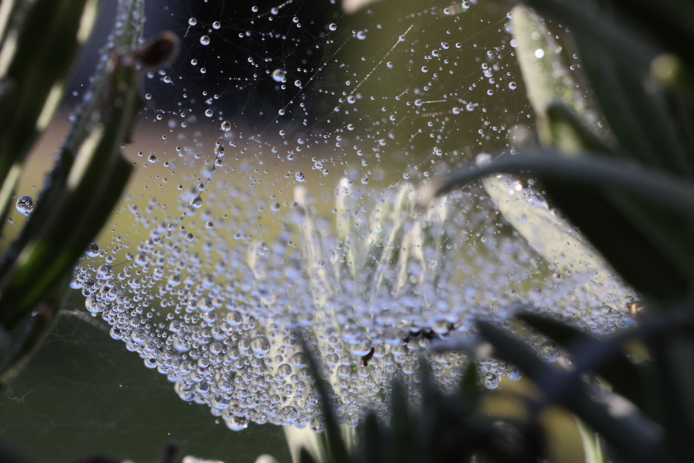 Nella tela del ragno