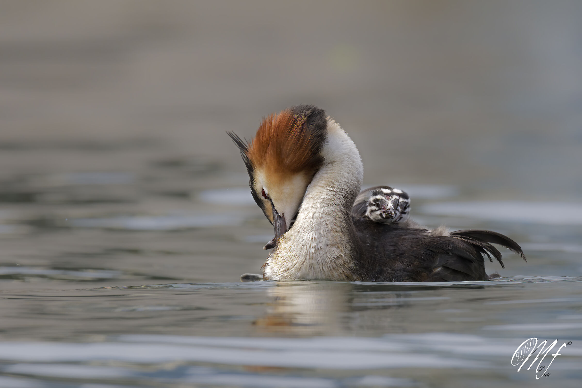 Grebes