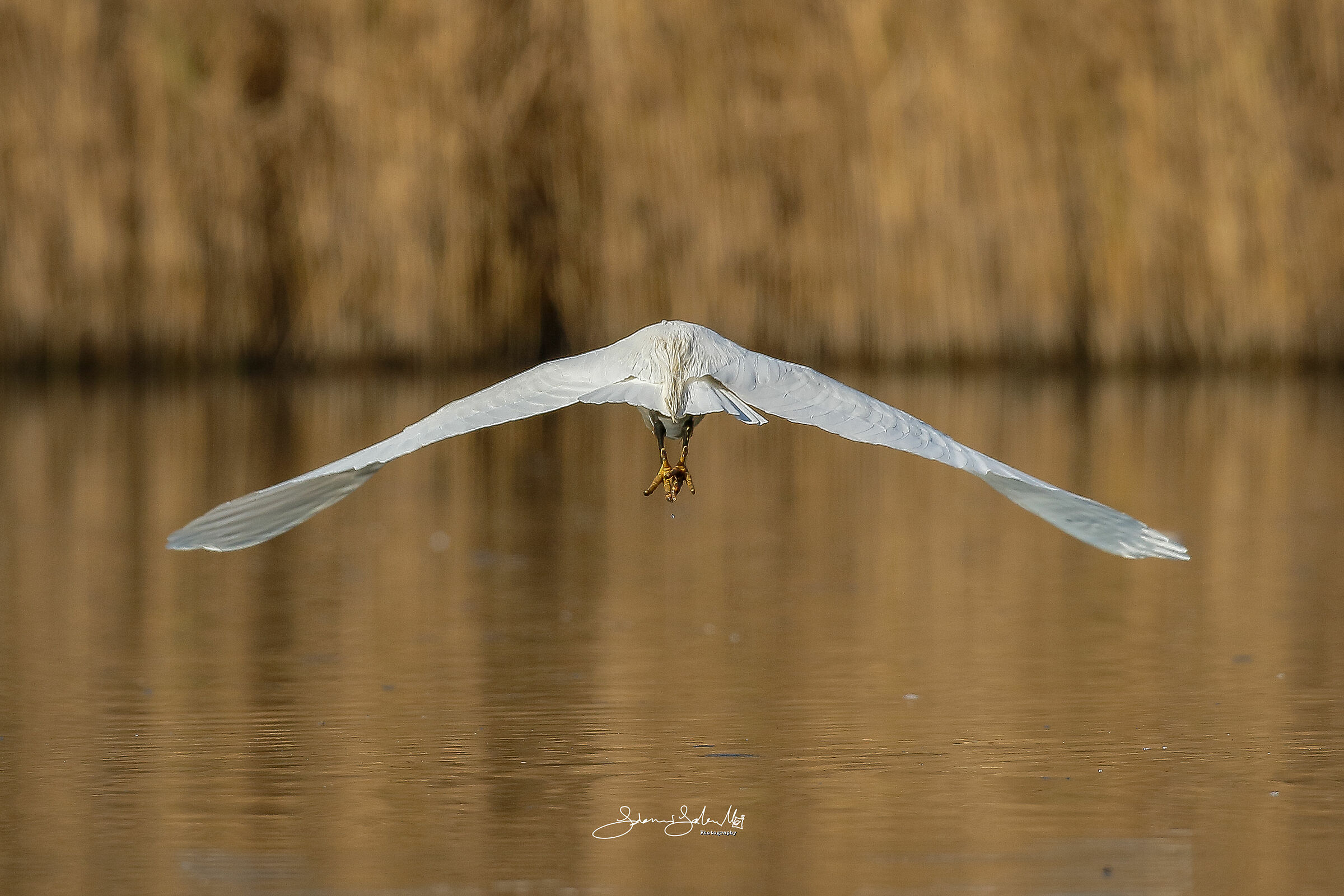 White back (Egretta Egretta Egret, Linnaeus, 1766)