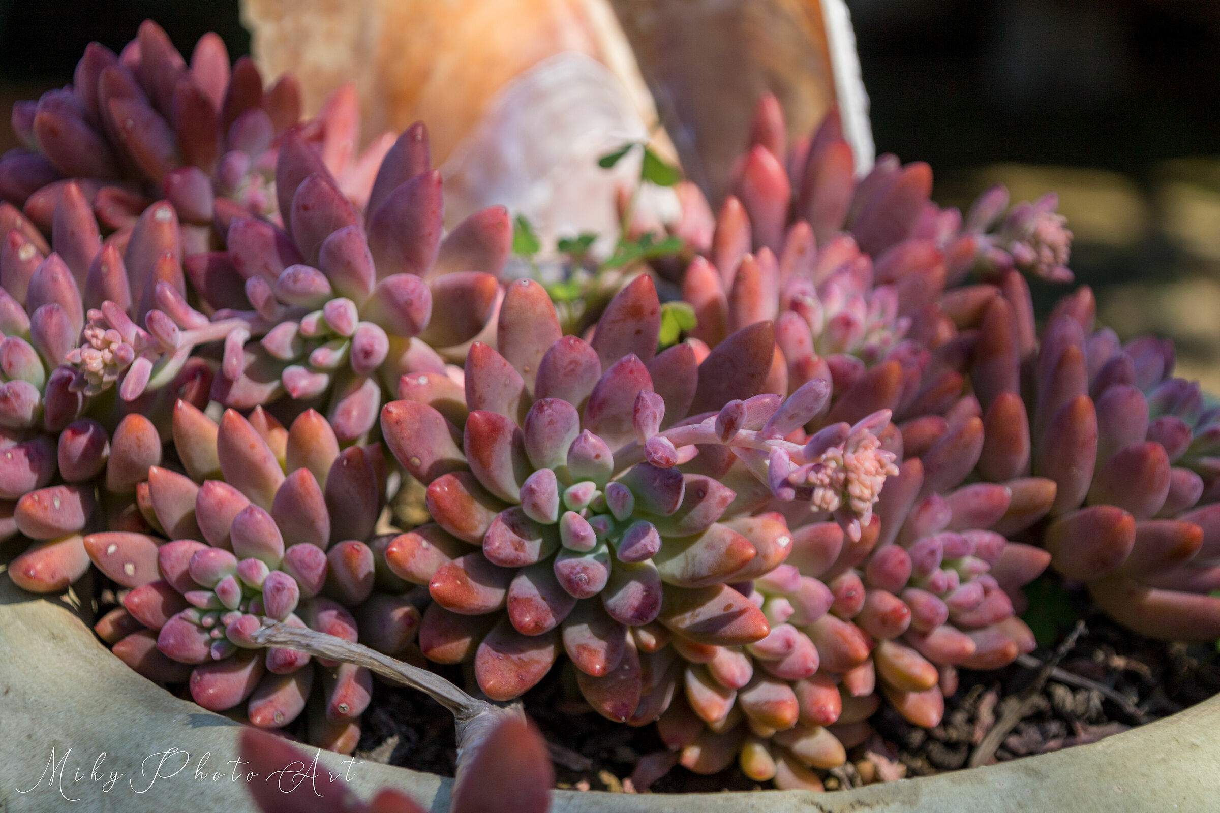 natural plant