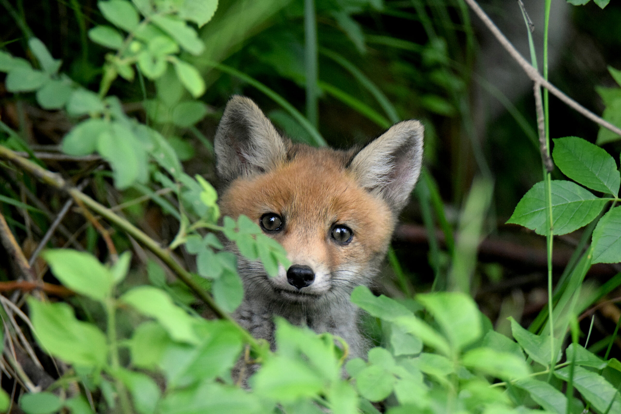 Little fox