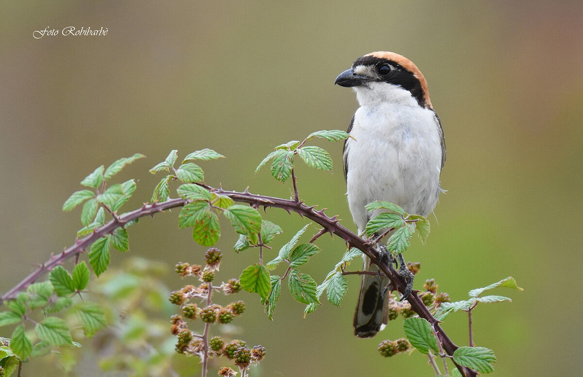 Having her figure is...