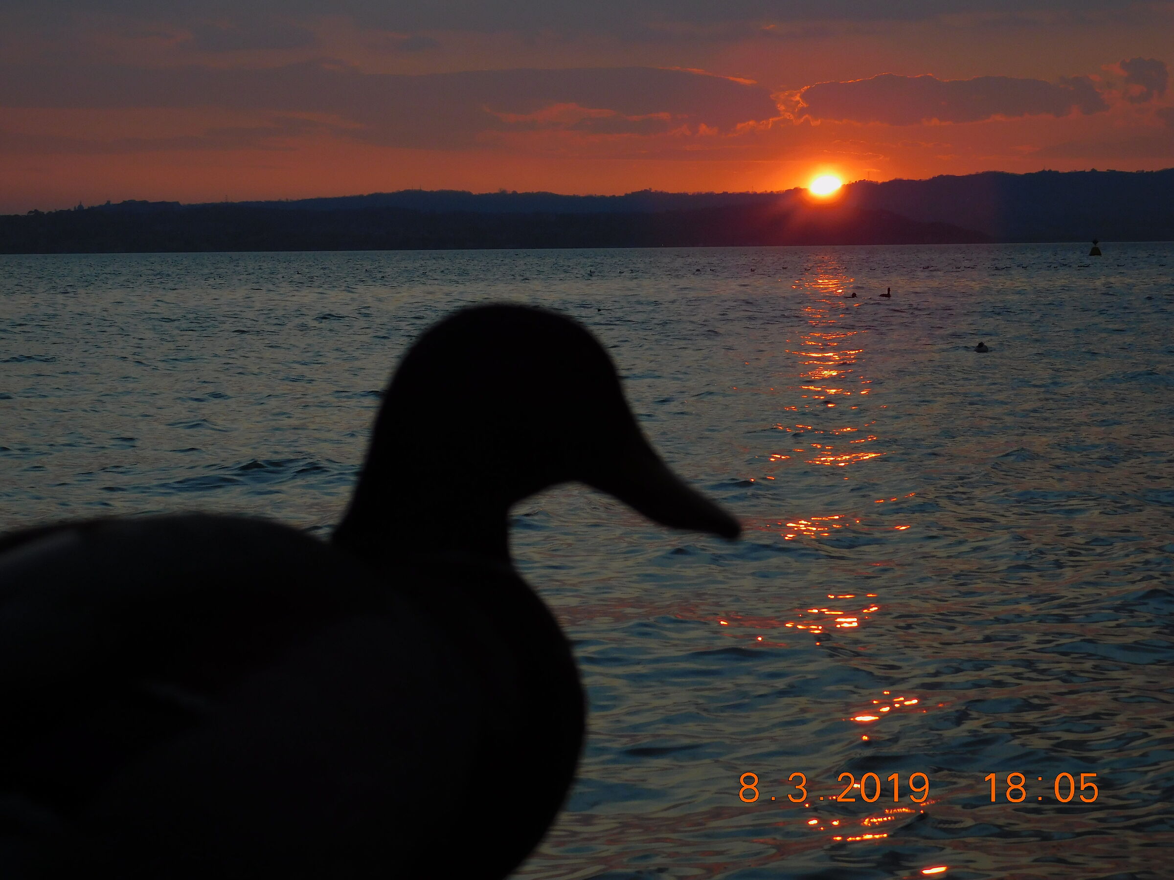 Sunset and duck