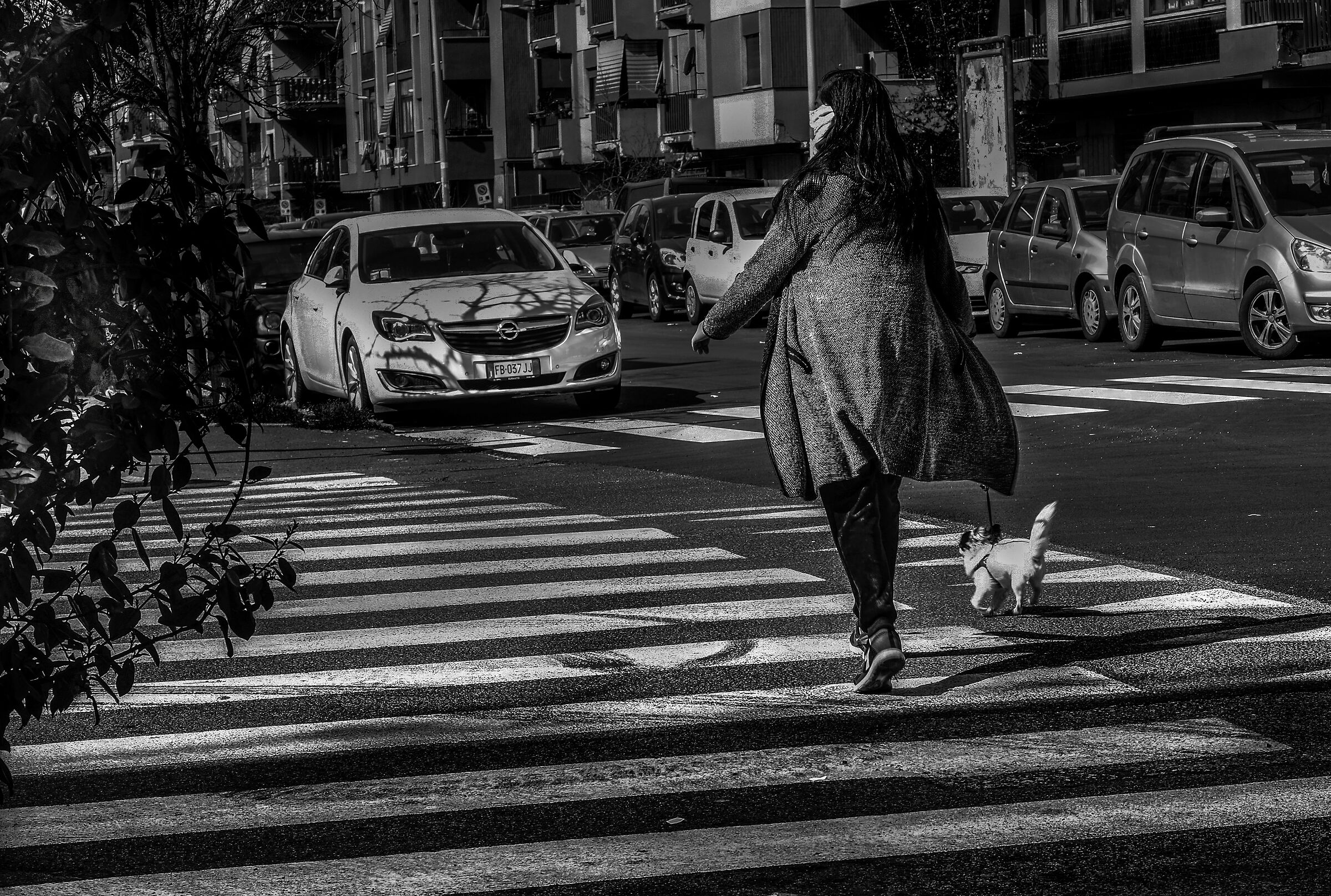 ai tempi del corona virus non si trova un cane randagio