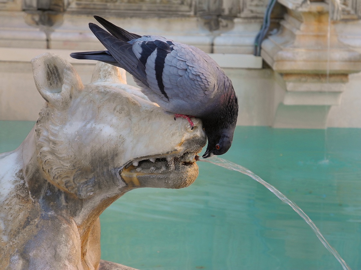 Piazza del Campo - Siena