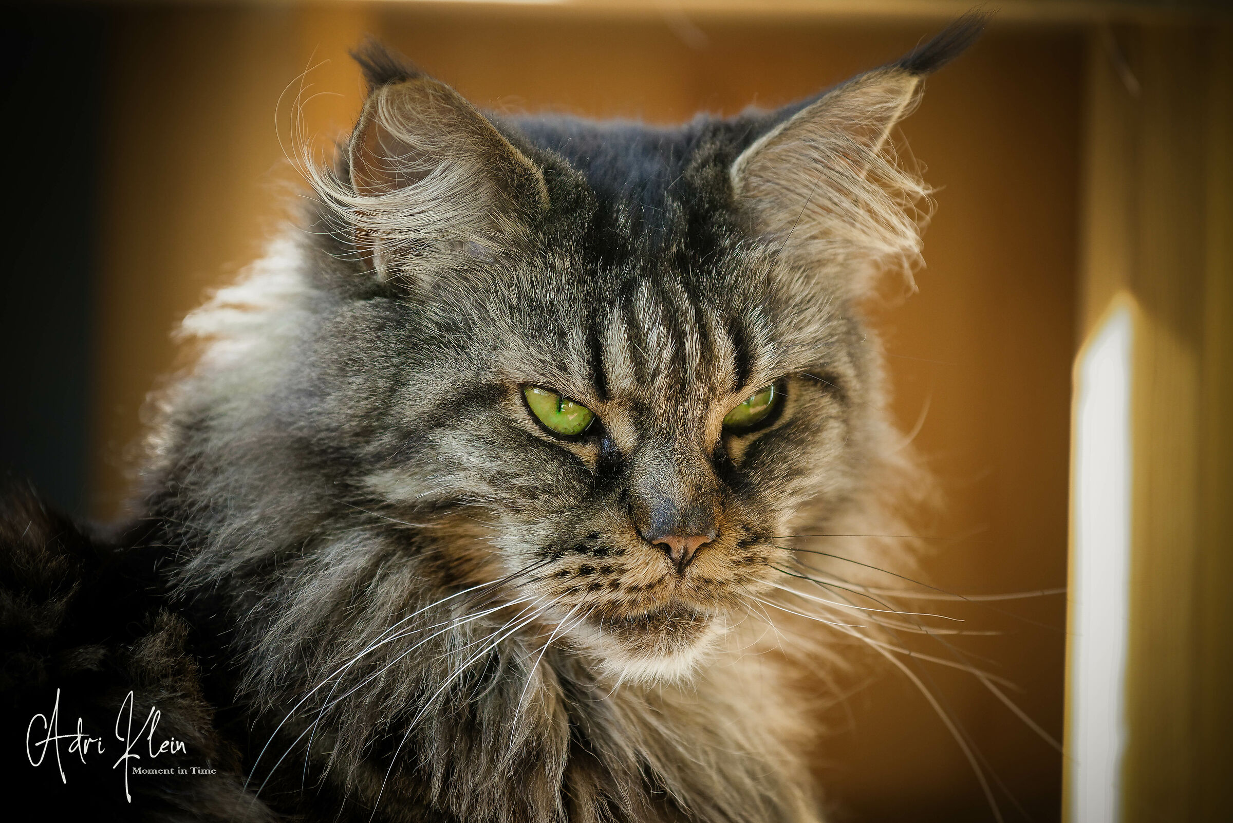 Maine coon