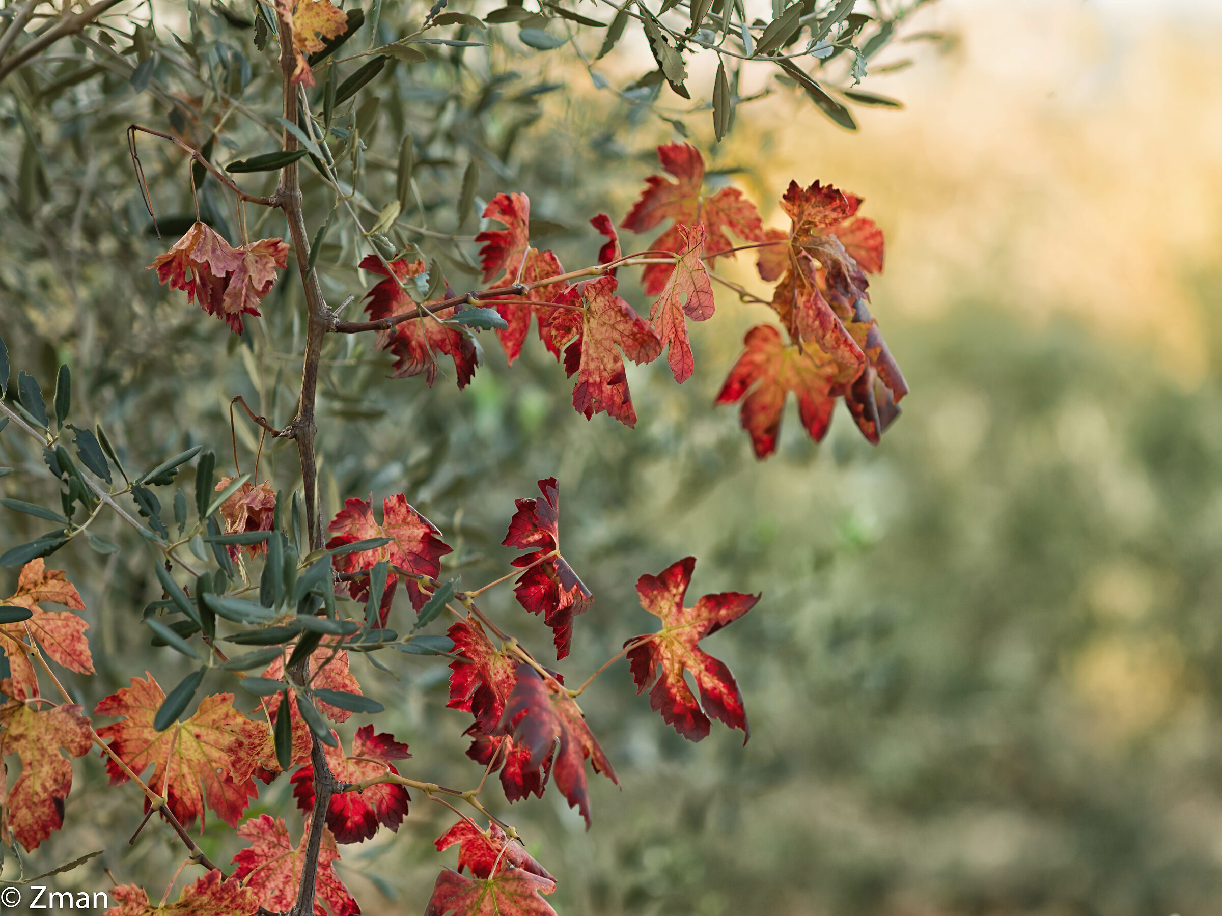 Vine Leaves In Autumn