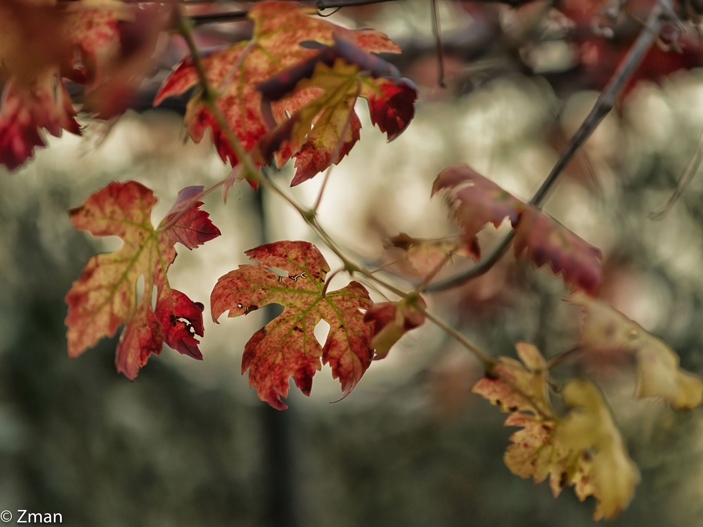 Vine Leaves In Autumn