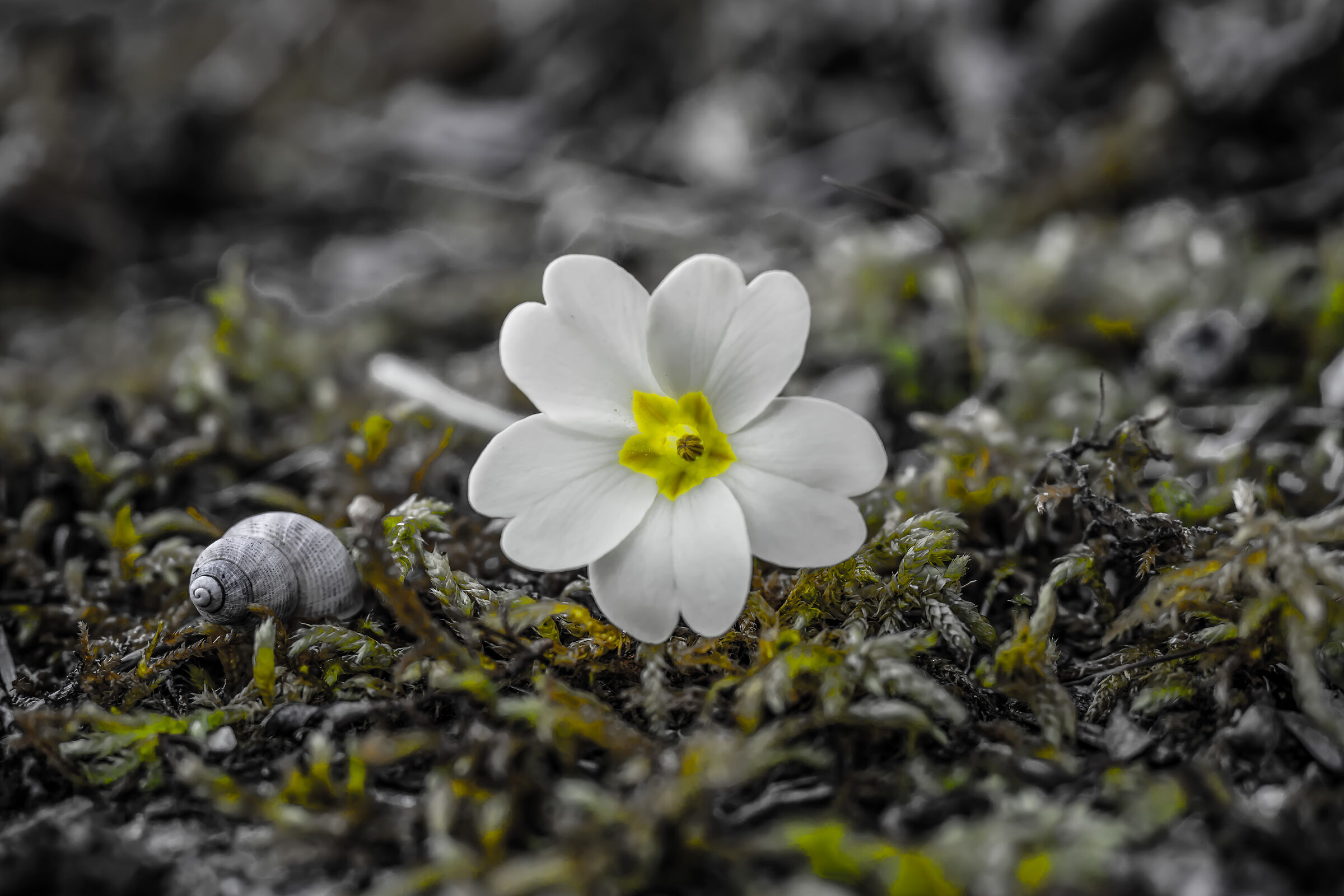 Compagni di Viaggio.