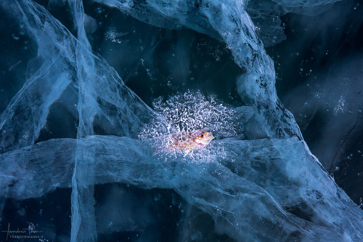 Come un insetto nell'ambra