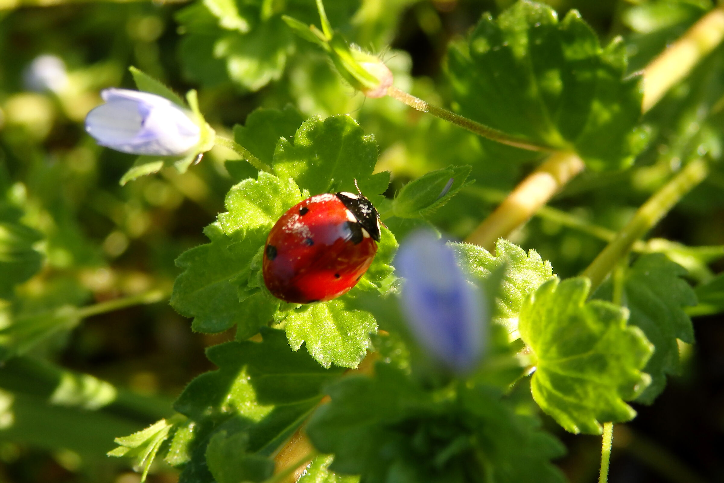 Ladybug