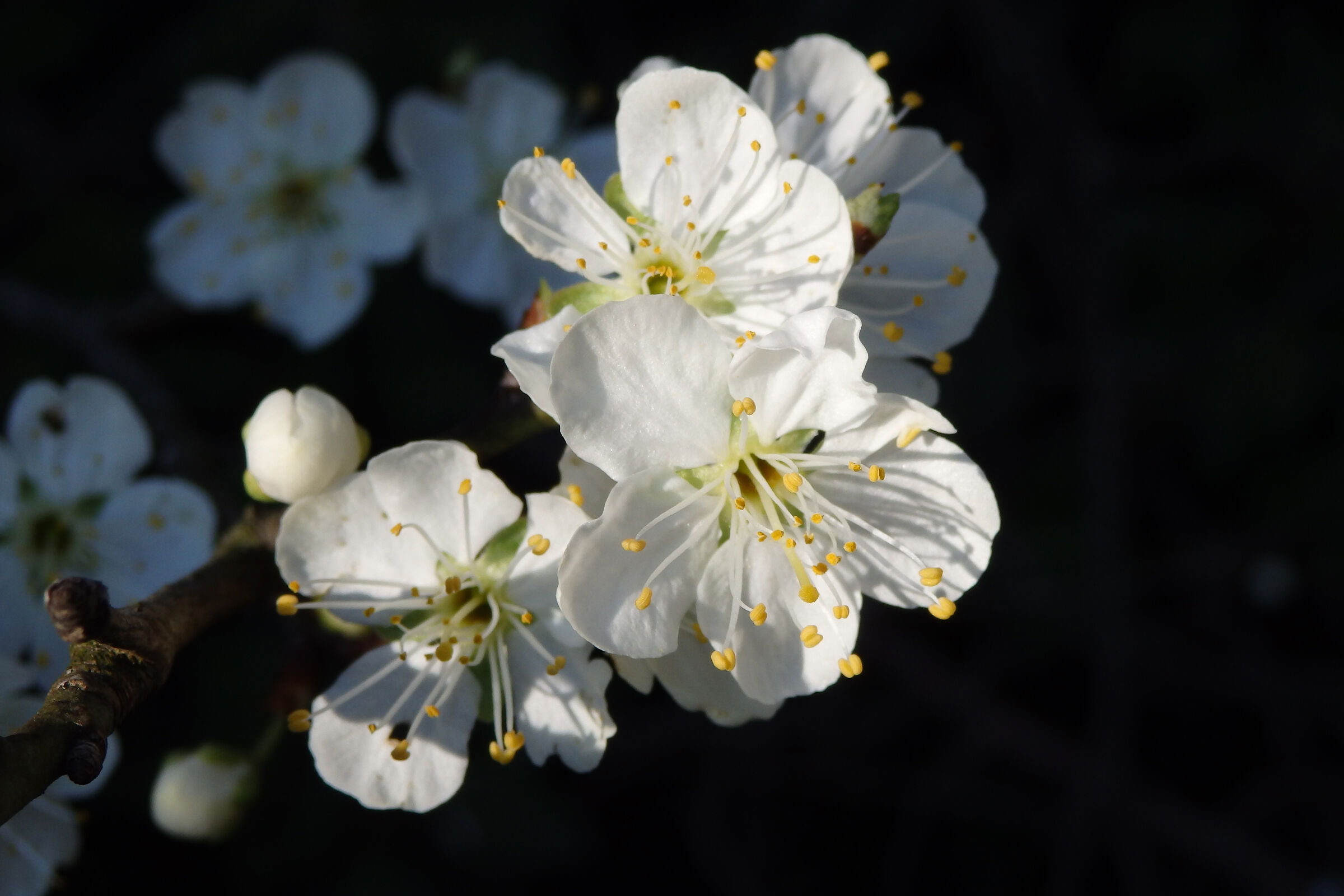 Plum flowers