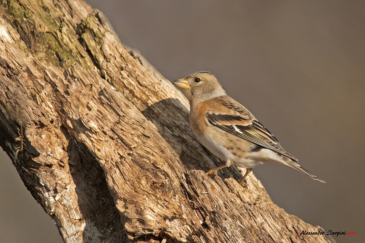 Brambling F.