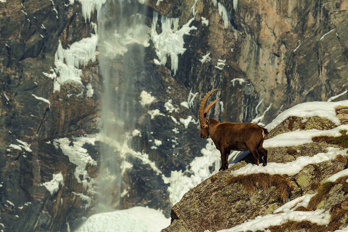 The ibex and the waterfall
