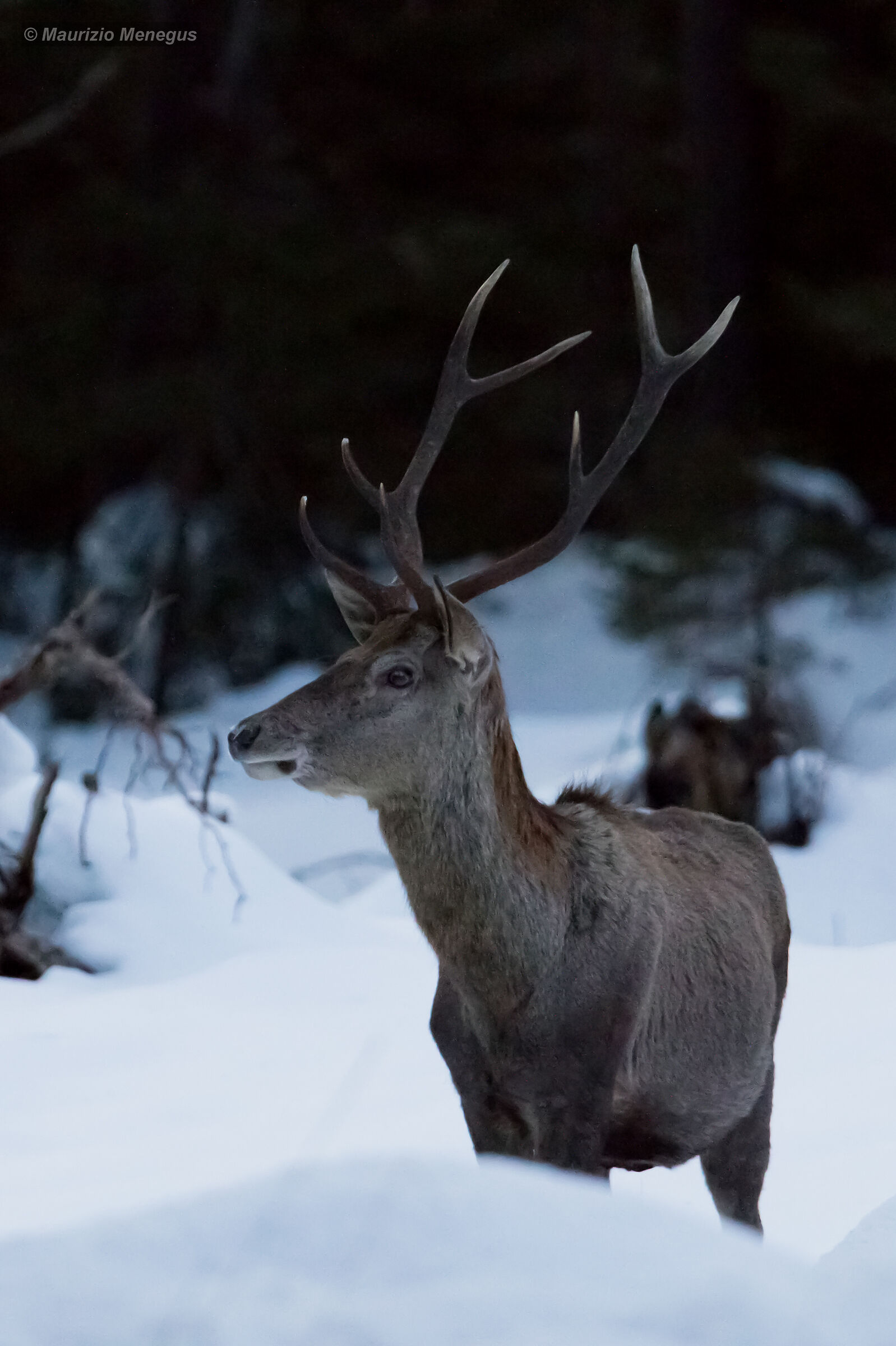 Cervo Marzo 2020 verticale