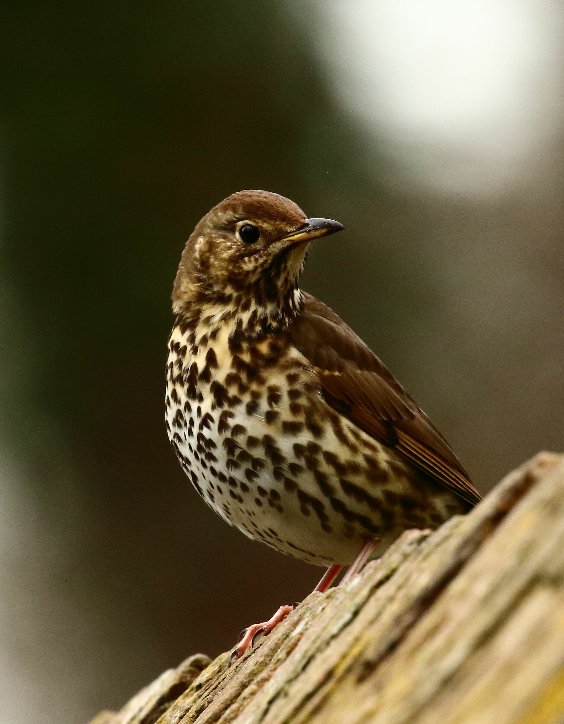 Tordo bottaccio, prove di primavera