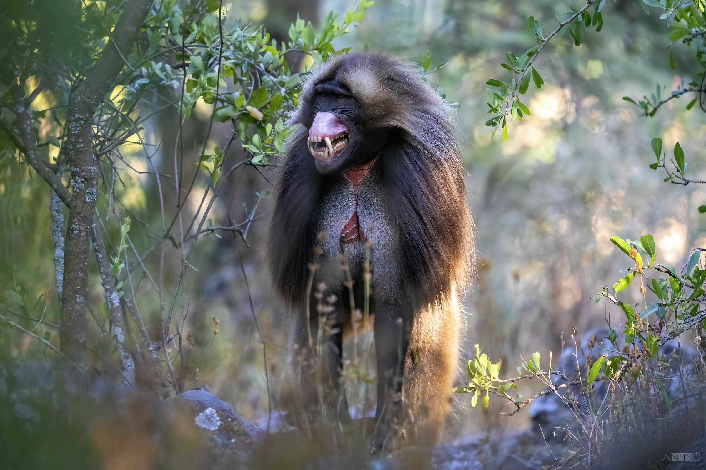 Gelada maschio