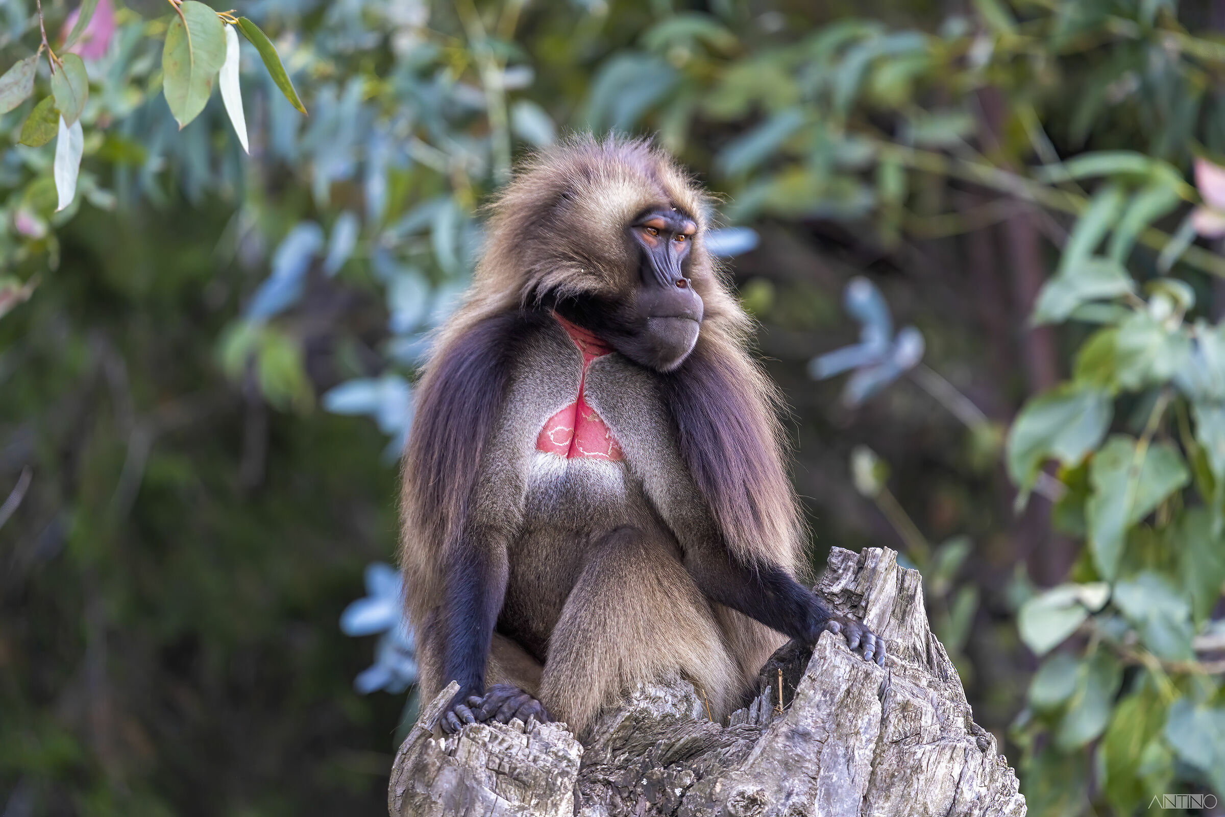 Gelada maschio