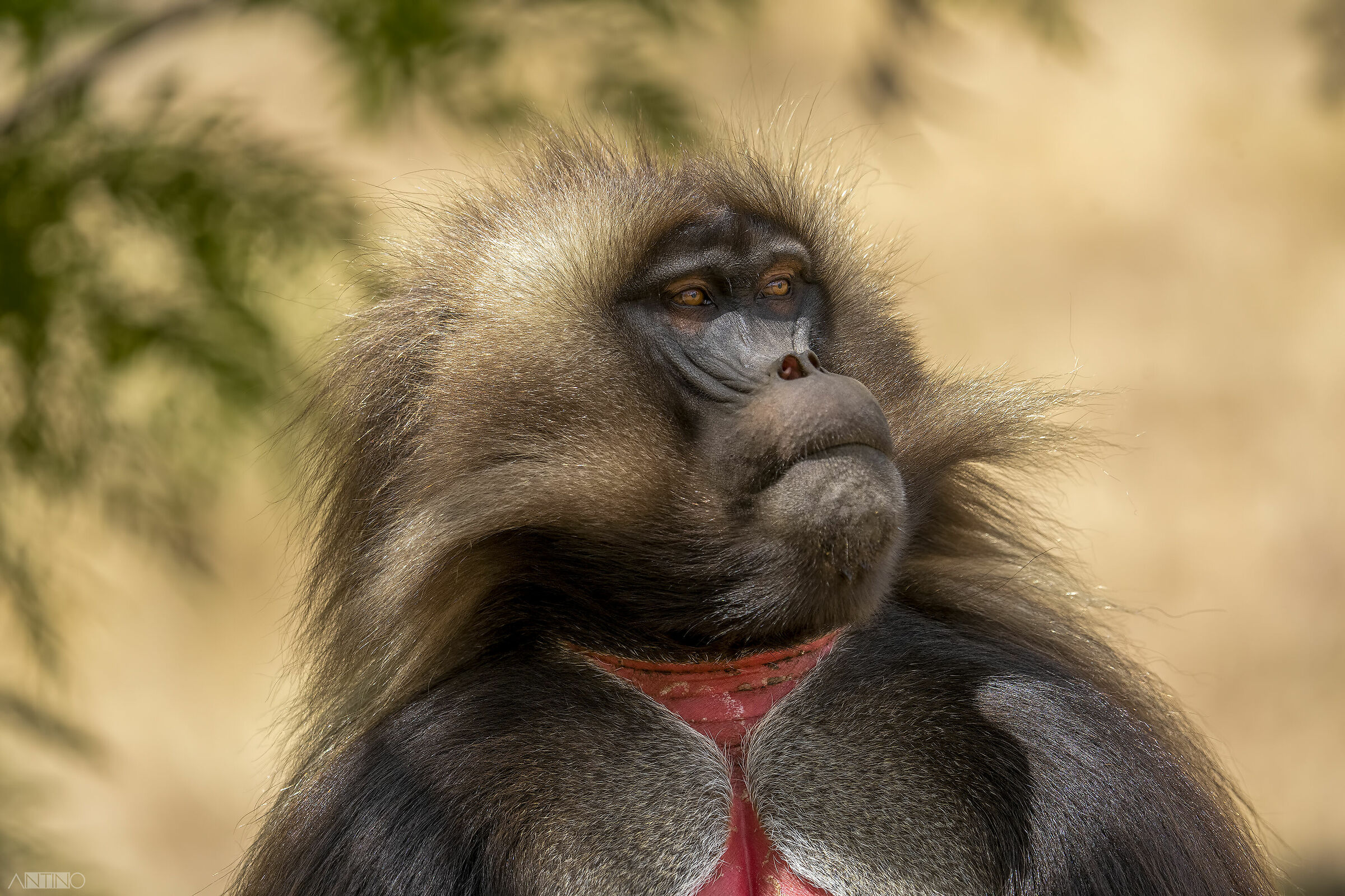 Ritratto di Gelada maschio