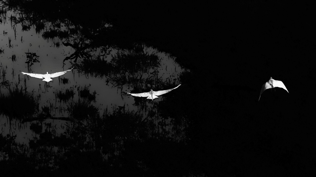 Three in flight (White and Black)