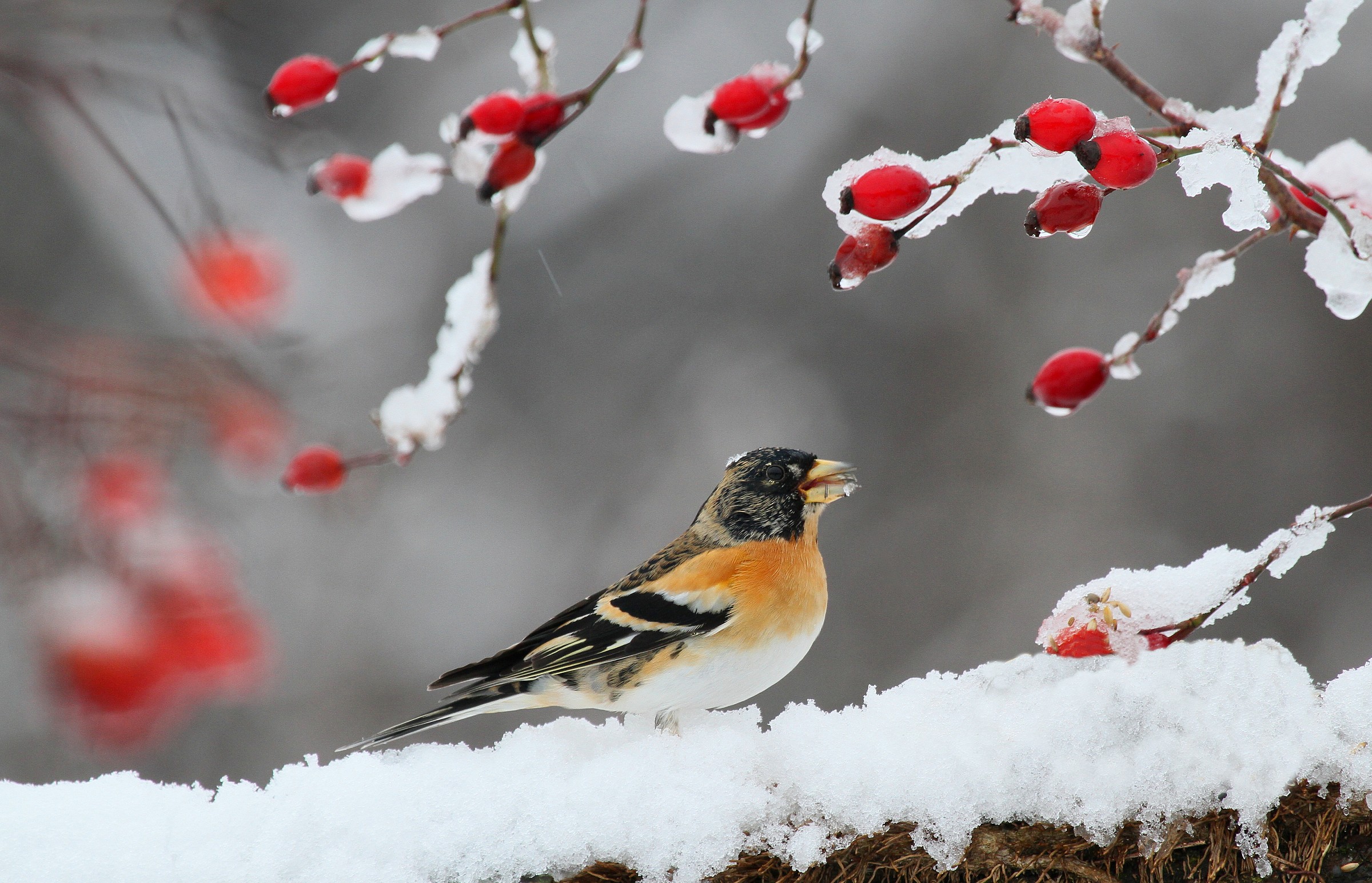 Brambling and berries