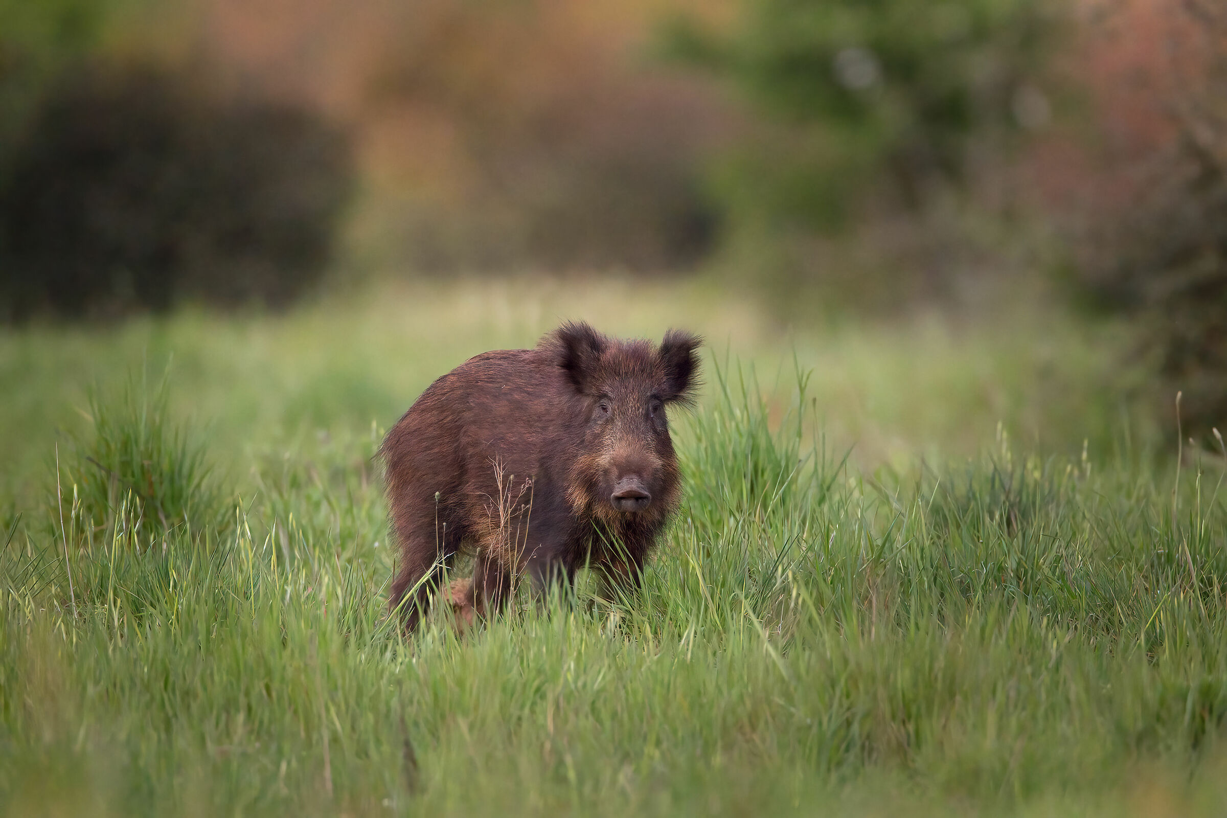 cinghiale alle ultime luci